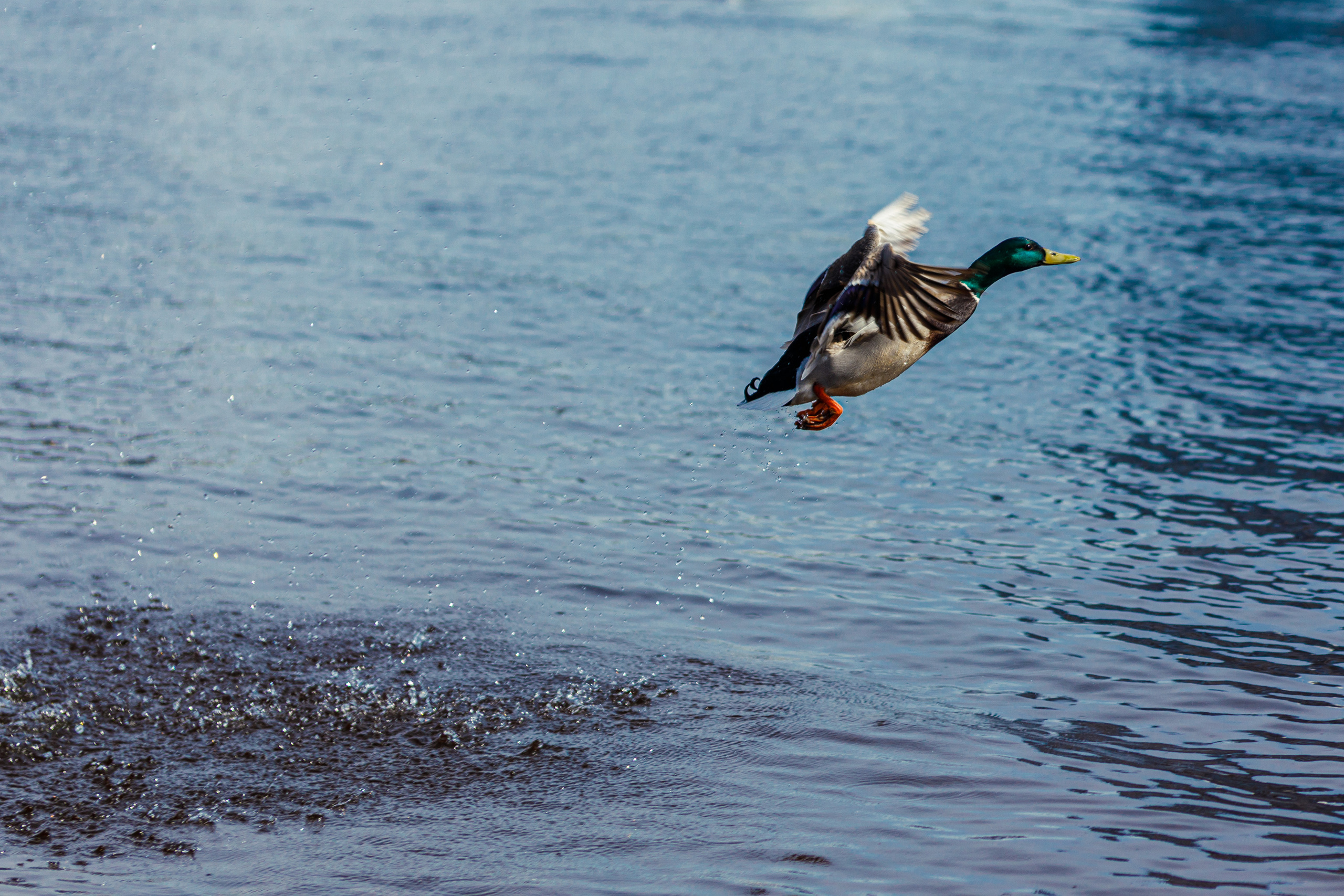 Весна. Фотограф Балаев Михаил