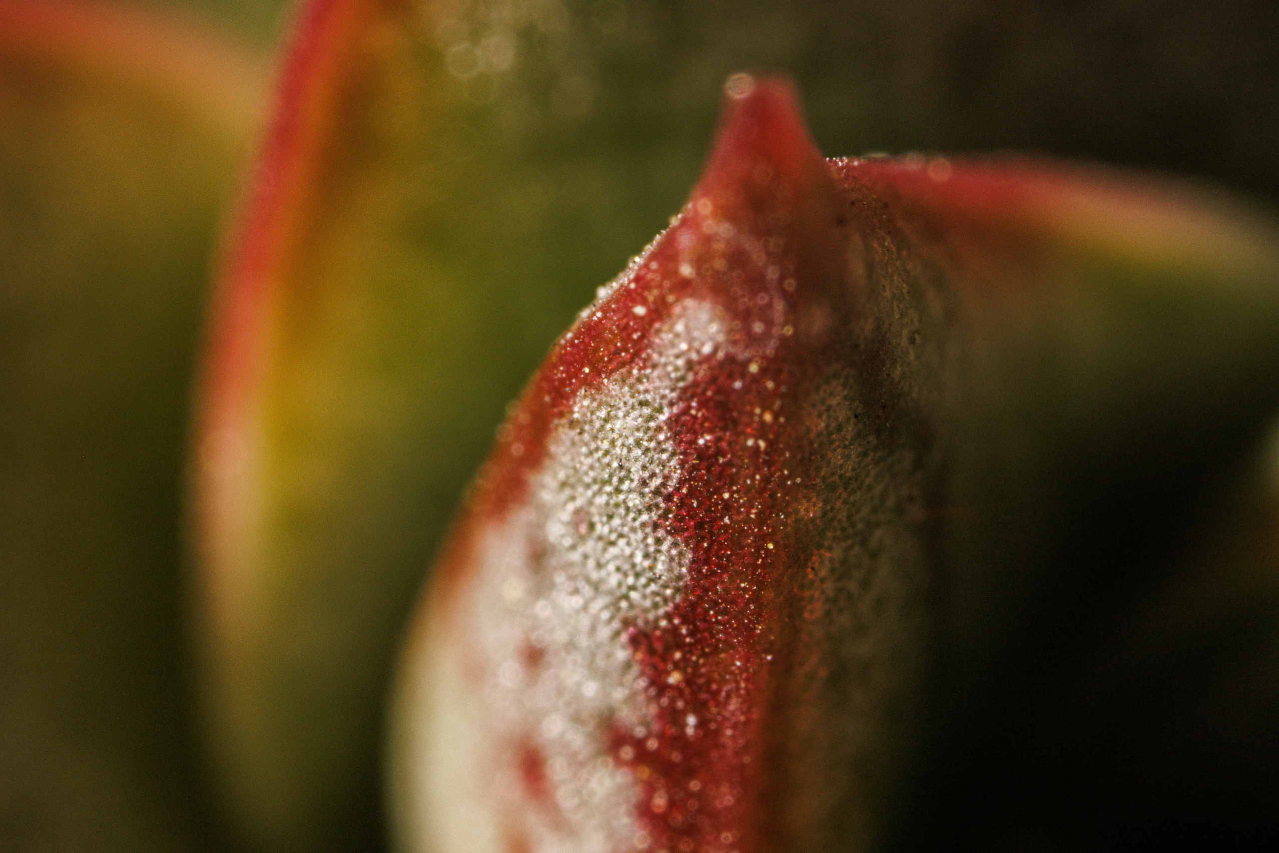 Флорариум икосаэдр. Фотограф Балаев Михаил