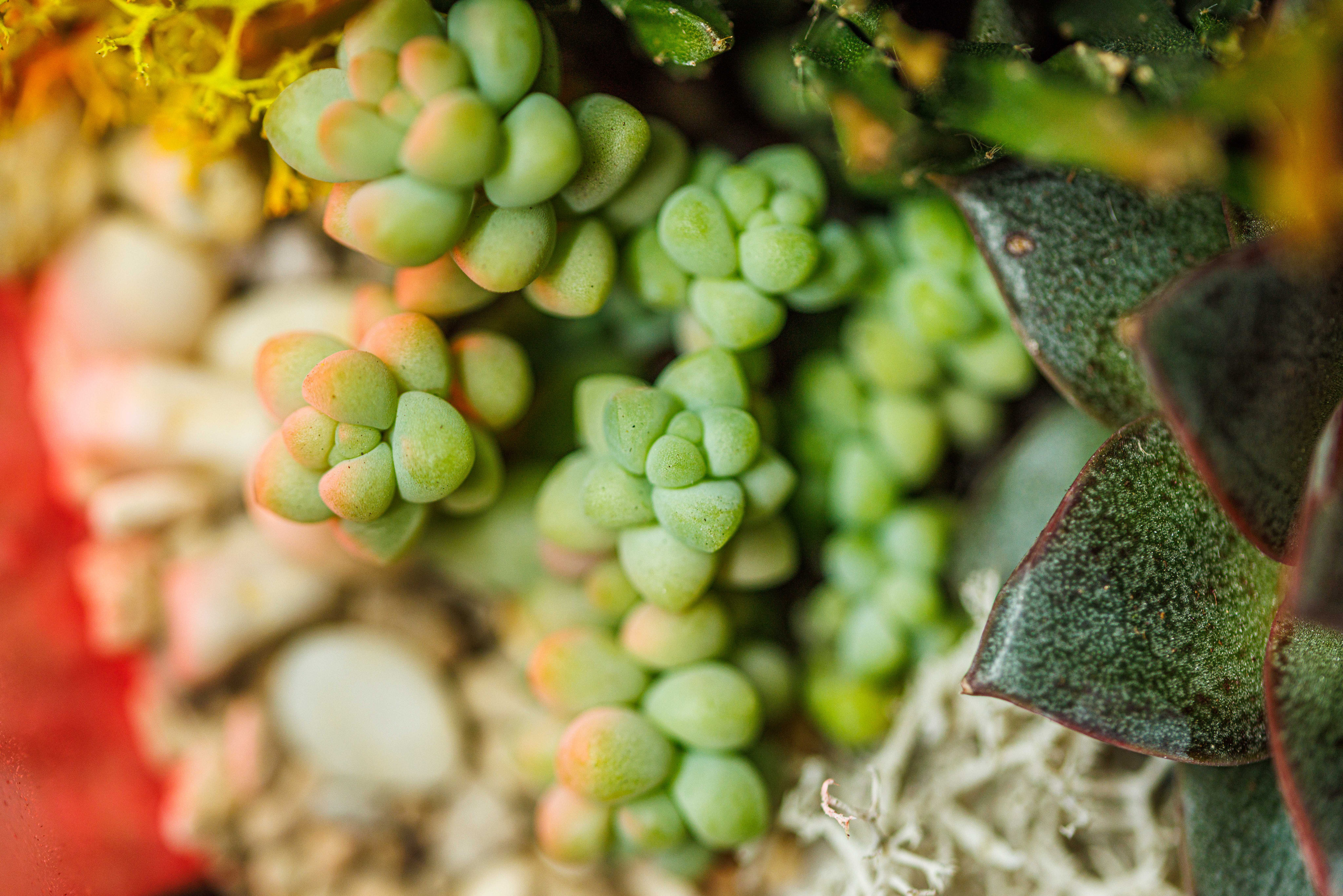 Флорариум икосаэдр. Фотограф Балаев Михаил