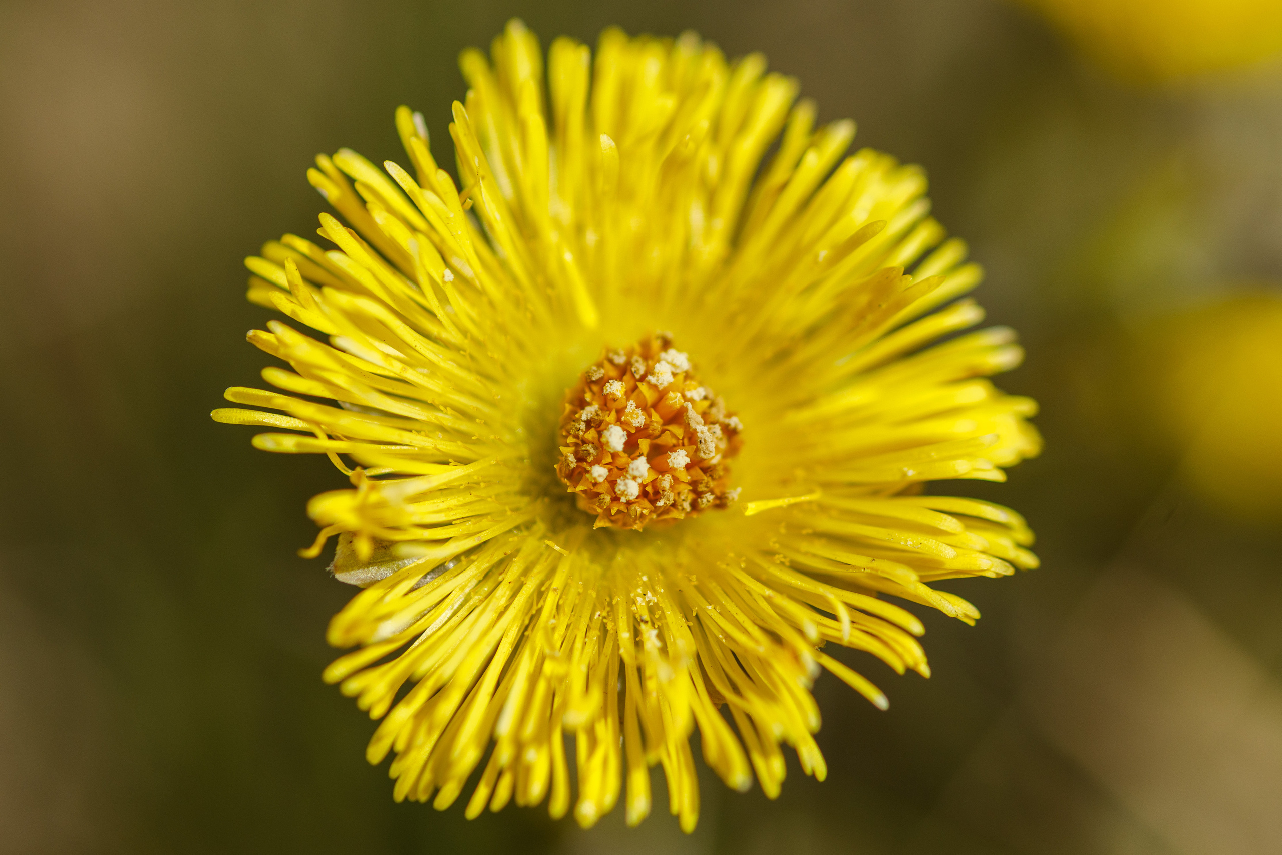 Весна. Фотограф Балаев Михаил