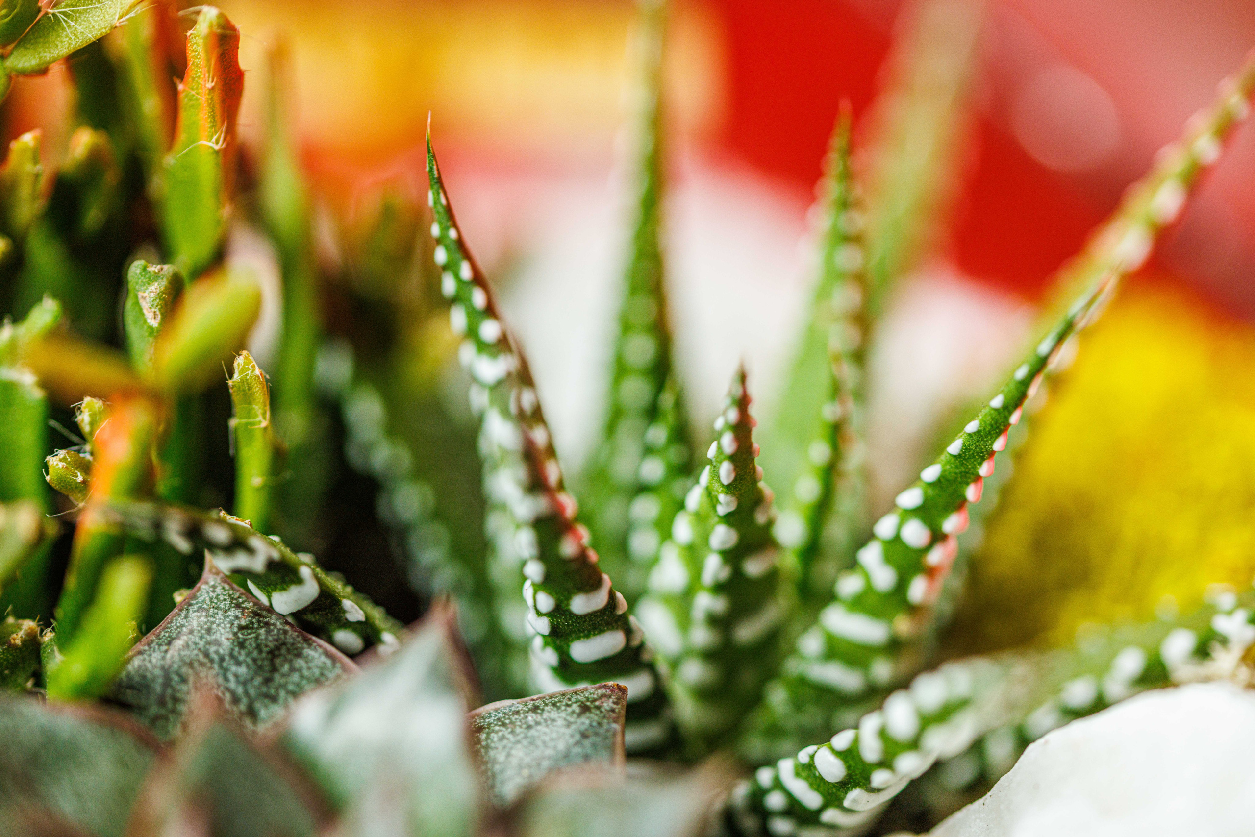 Флорариум икосаэдр. Фотограф Балаев Михаил