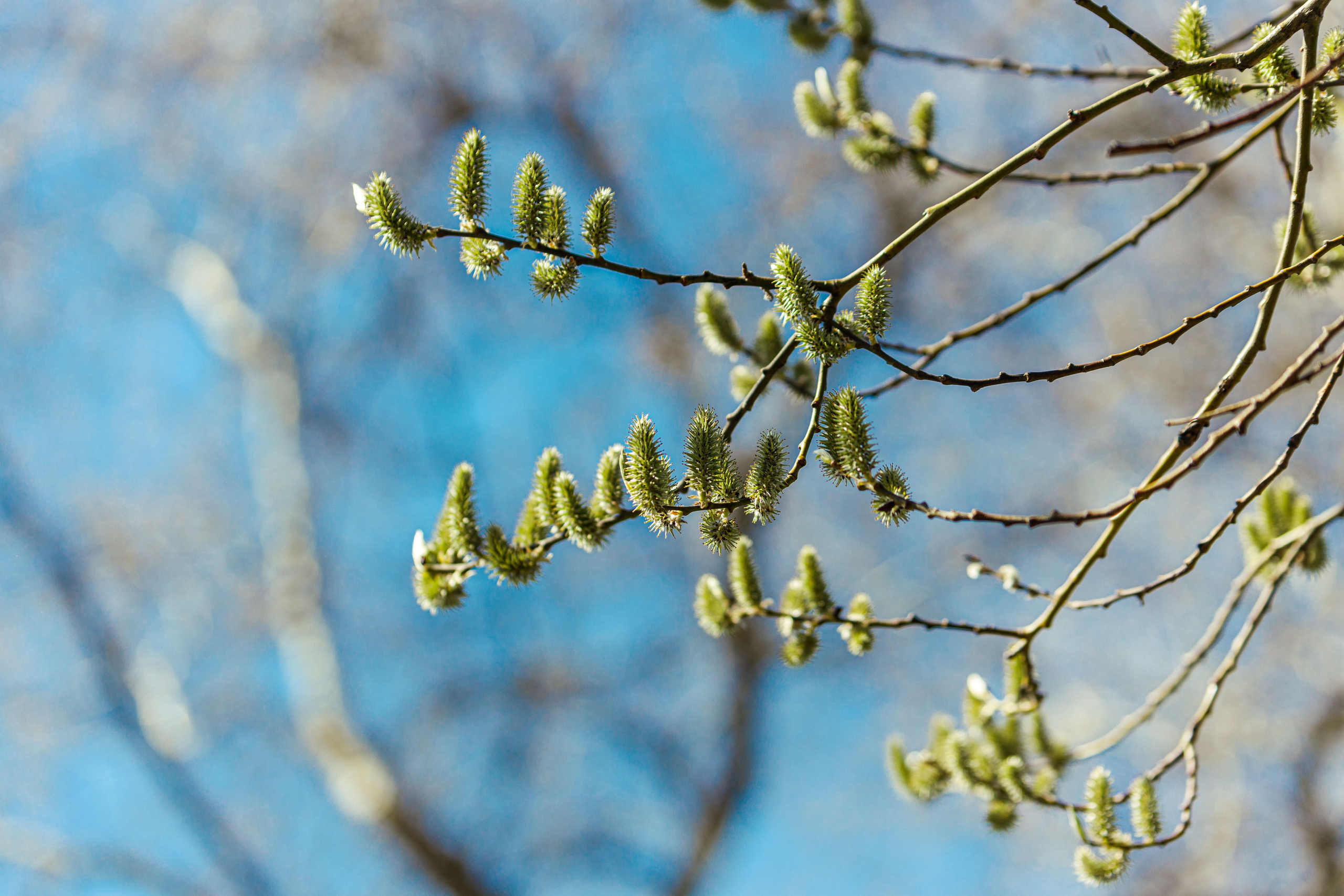 Весна. Фотограф Балаев Михаил