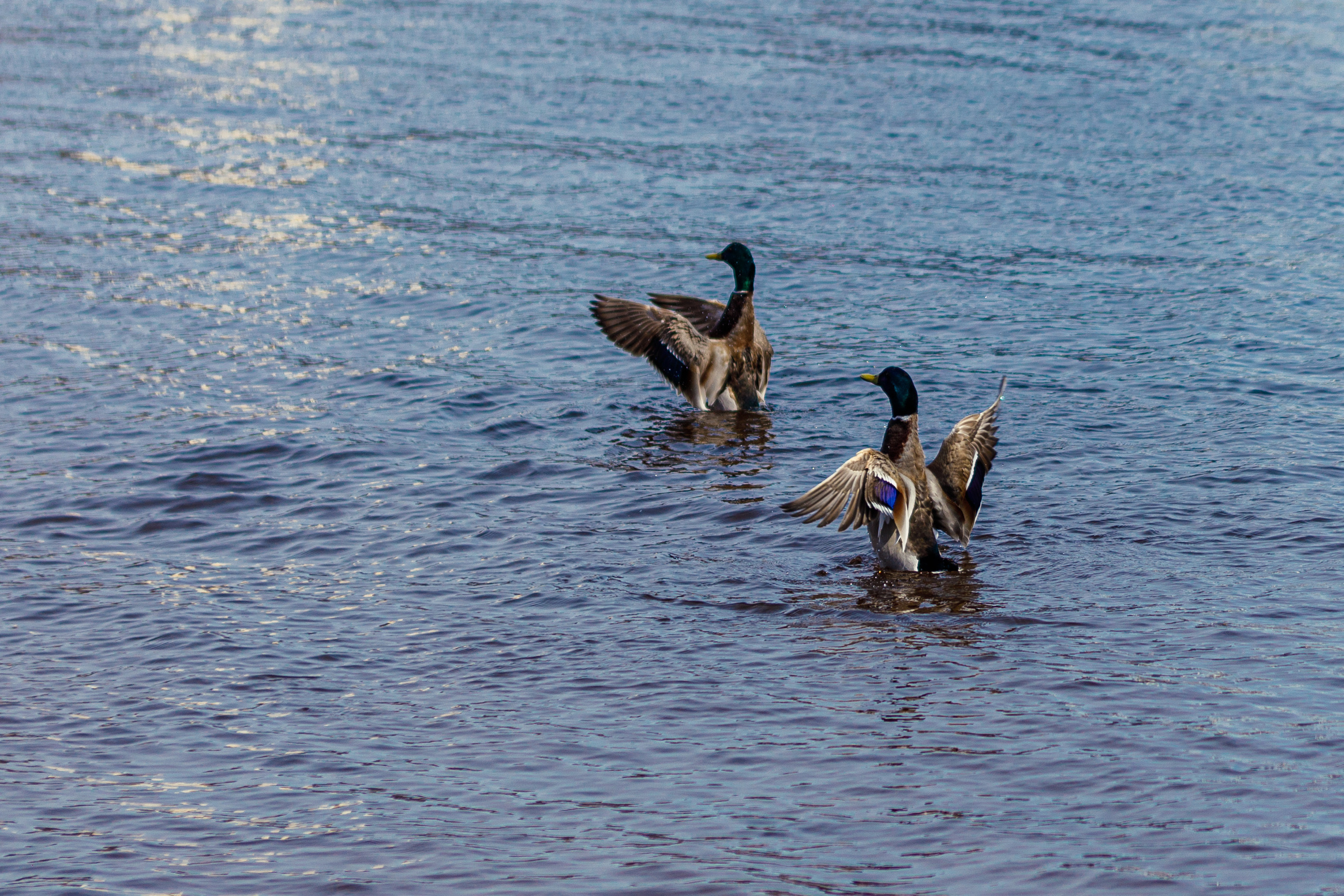 Весна. Фотограф Балаев Михаил