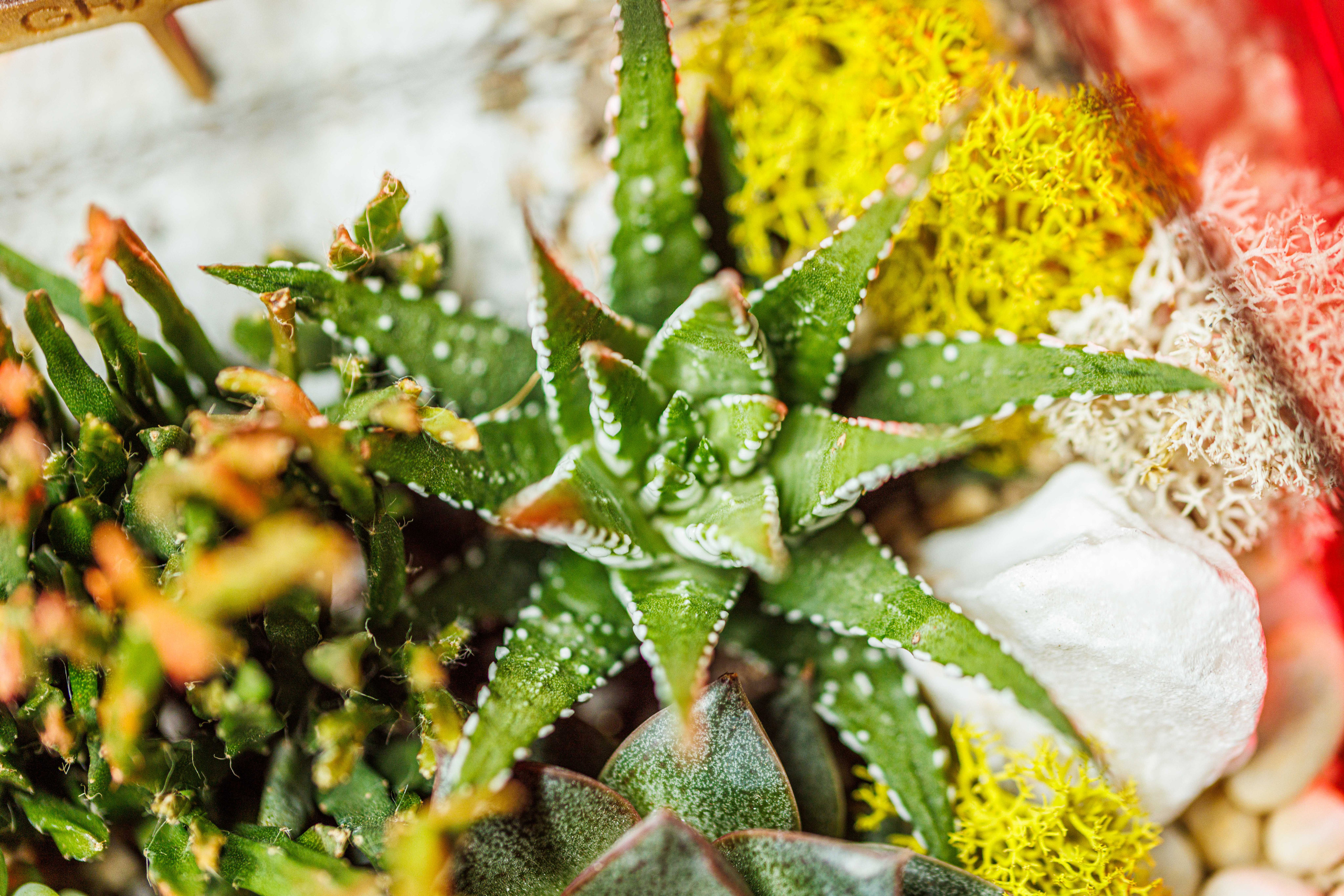 Флорариум икосаэдр. Фотограф Балаев Михаил