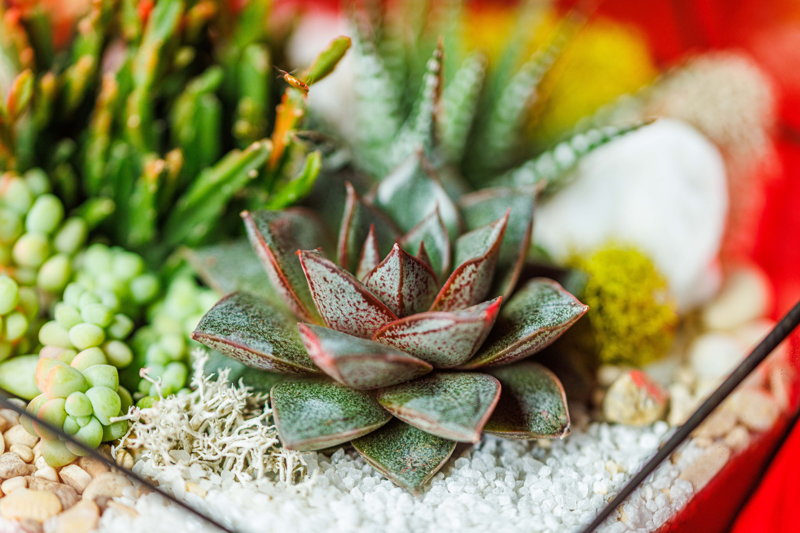 Флорариум икосаэдр. Фотограф Балаев Михаил