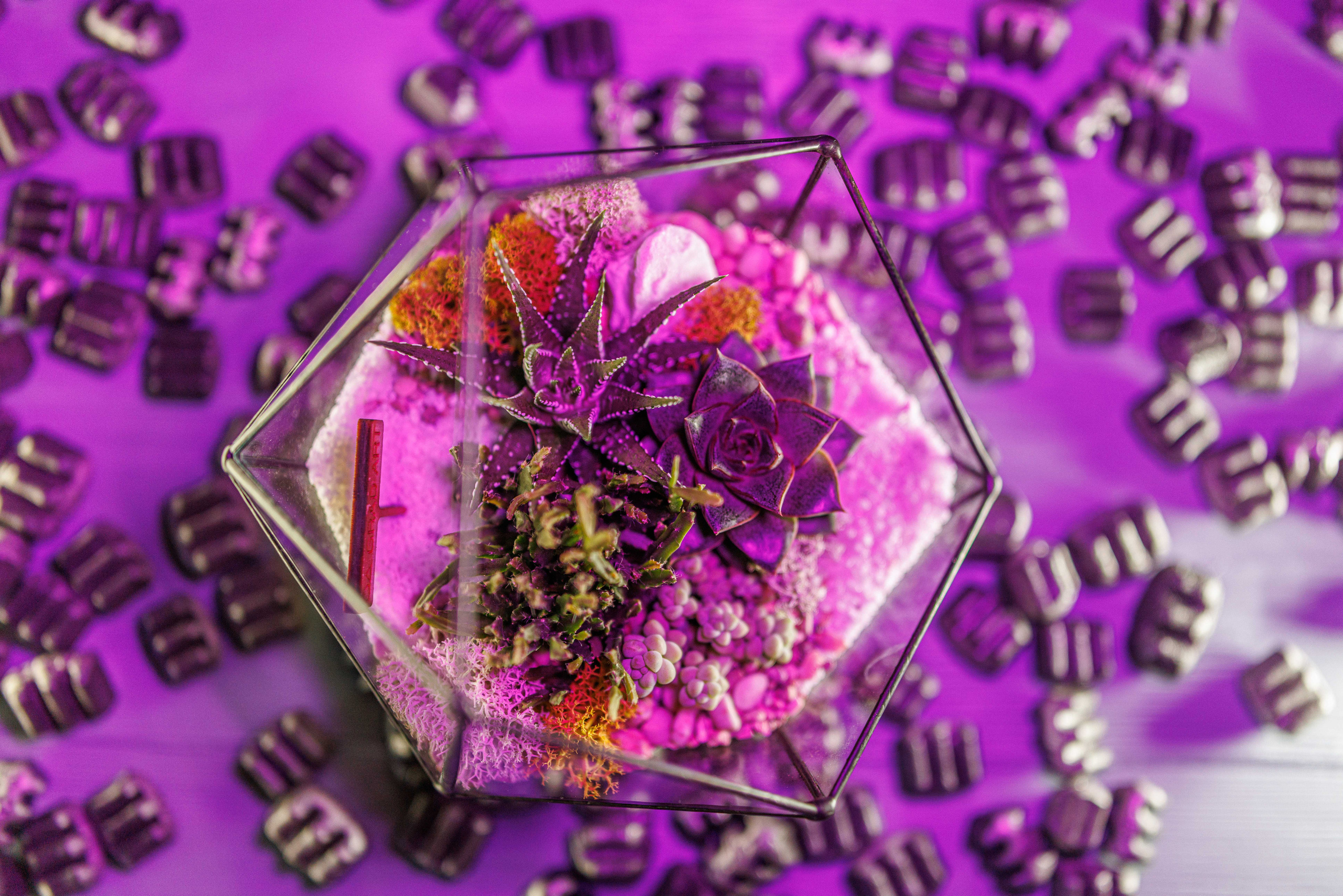 Флорариум икосаэдр. Фотограф Балаев Михаил