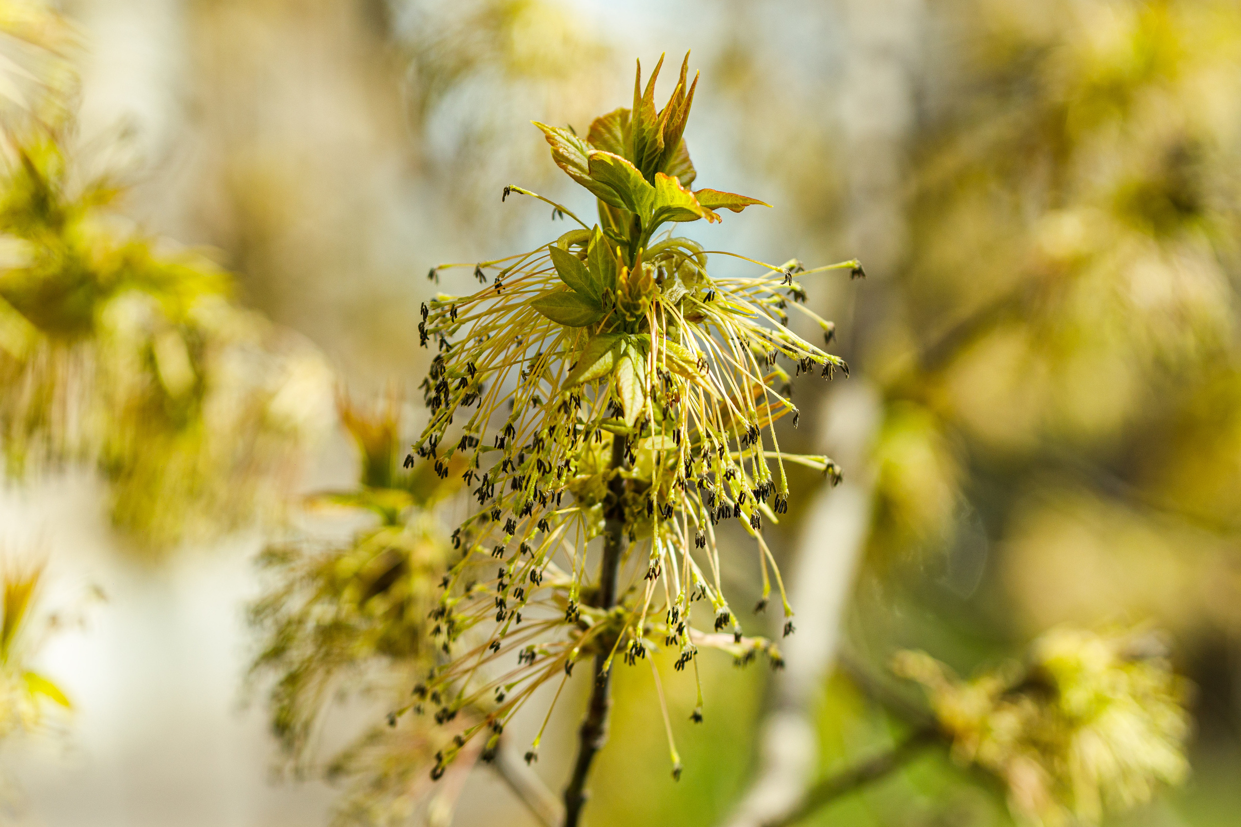 Весна. Фотограф Балаев Михаил