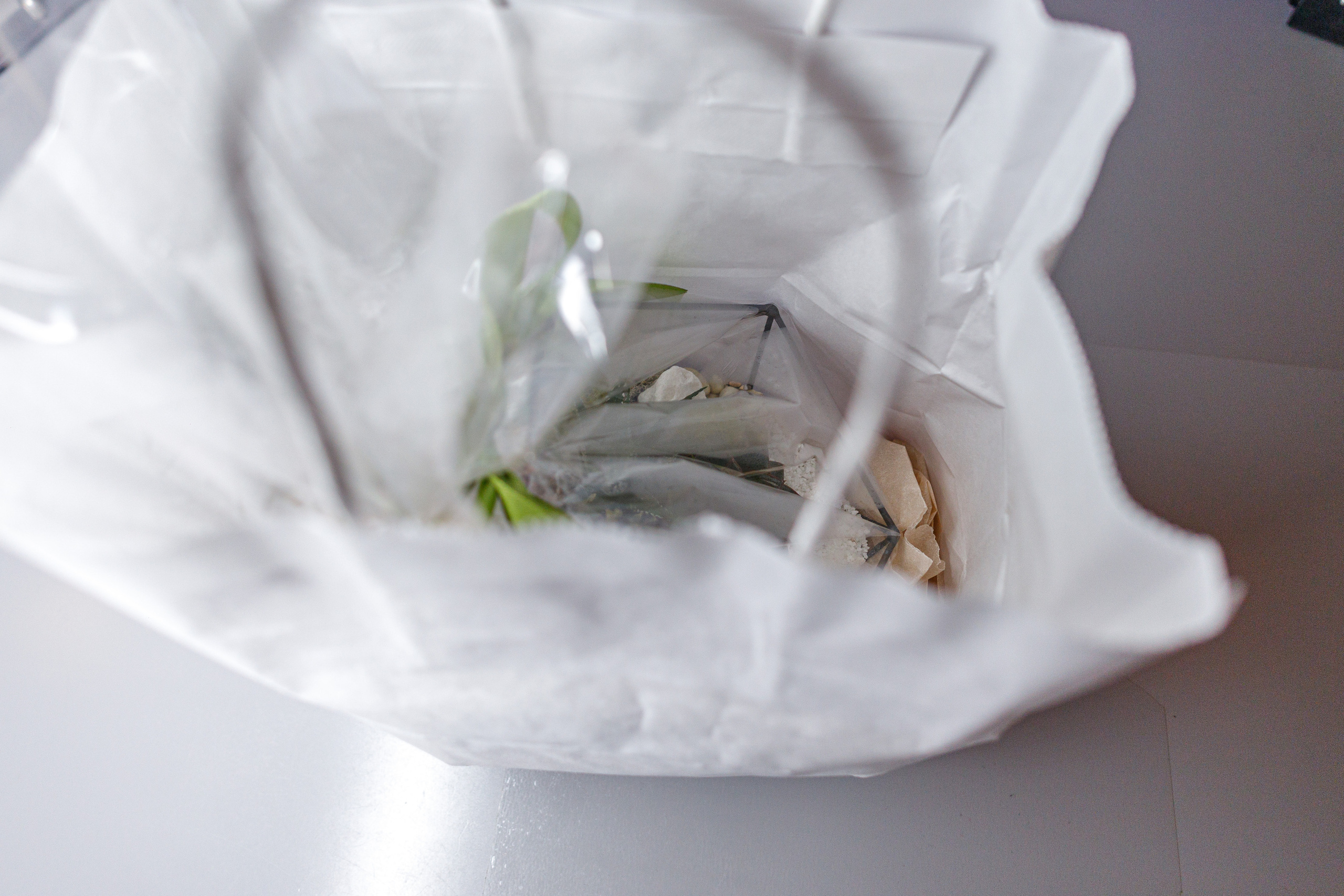 Флорариум икосаэдр. Фотограф Балаев Михаил