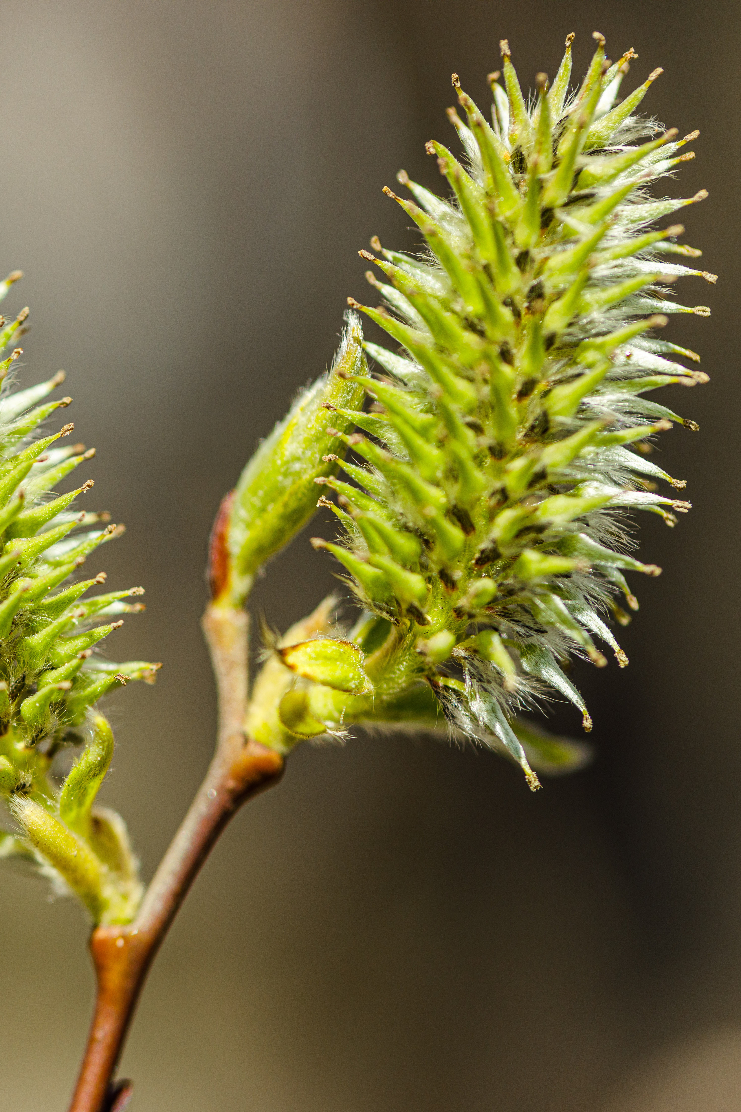 Весна. Фотограф Балаев Михаил