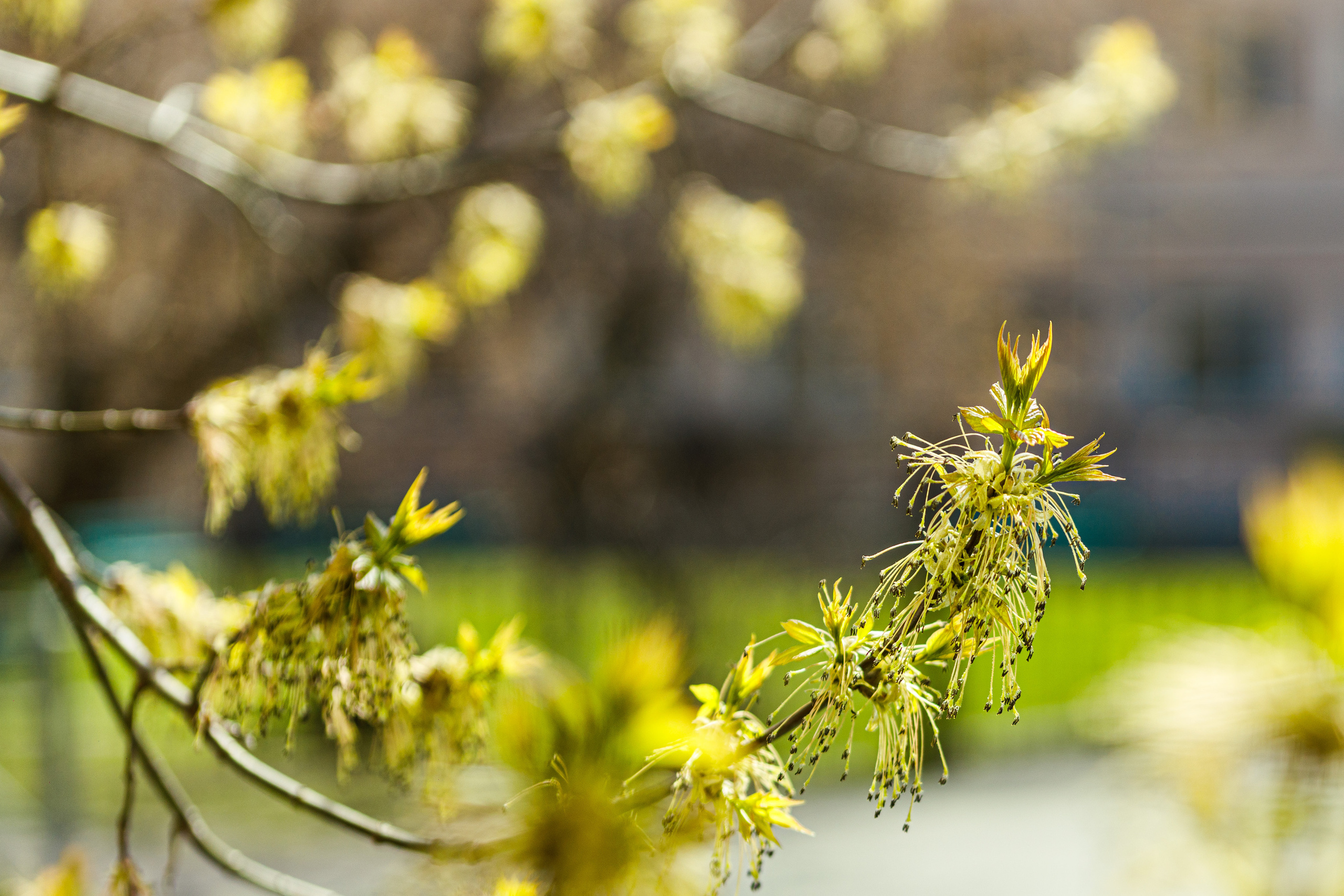 Весна. Фотограф Балаев Михаил