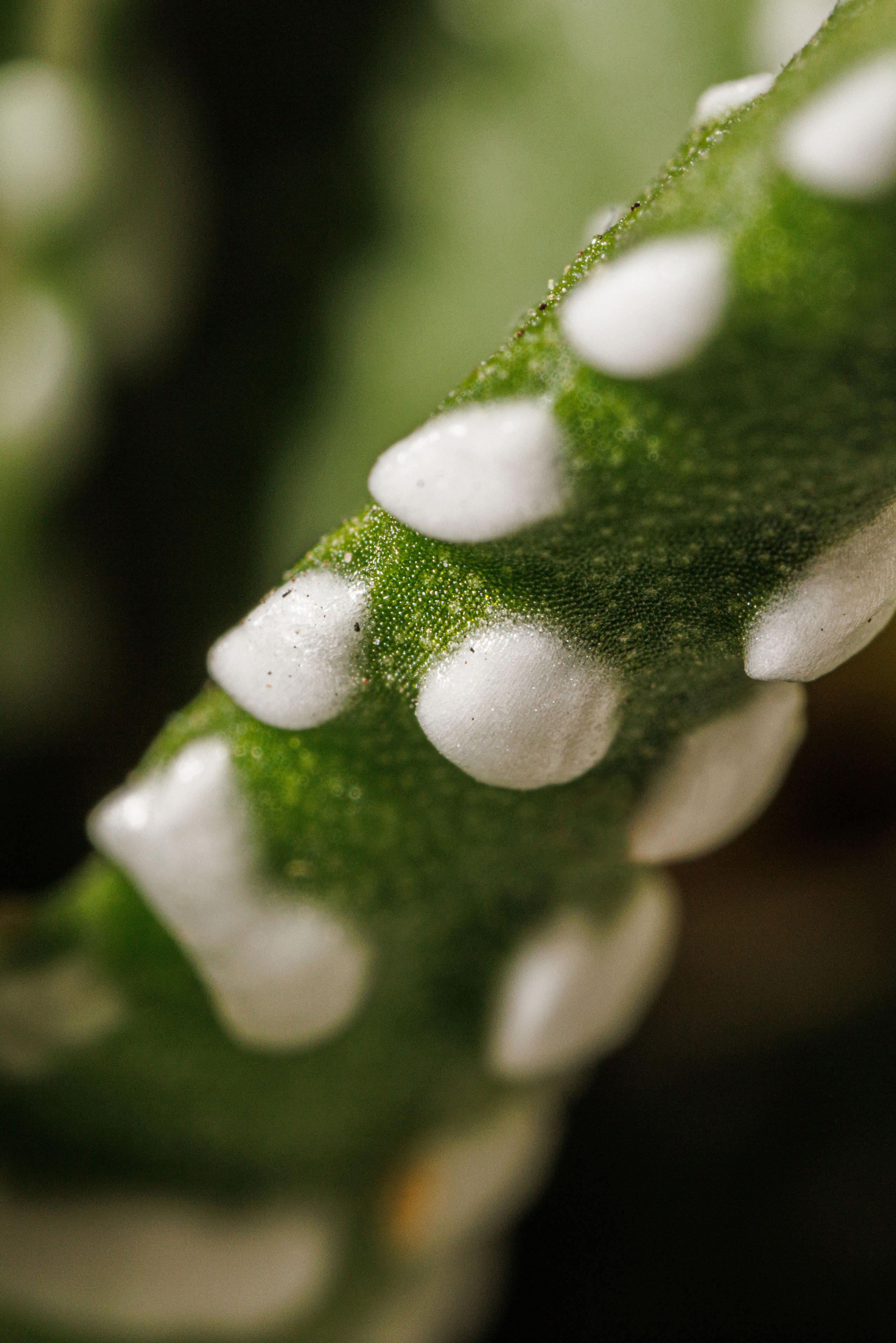 Флорариум икосаэдр. Фотограф Балаев Михаил