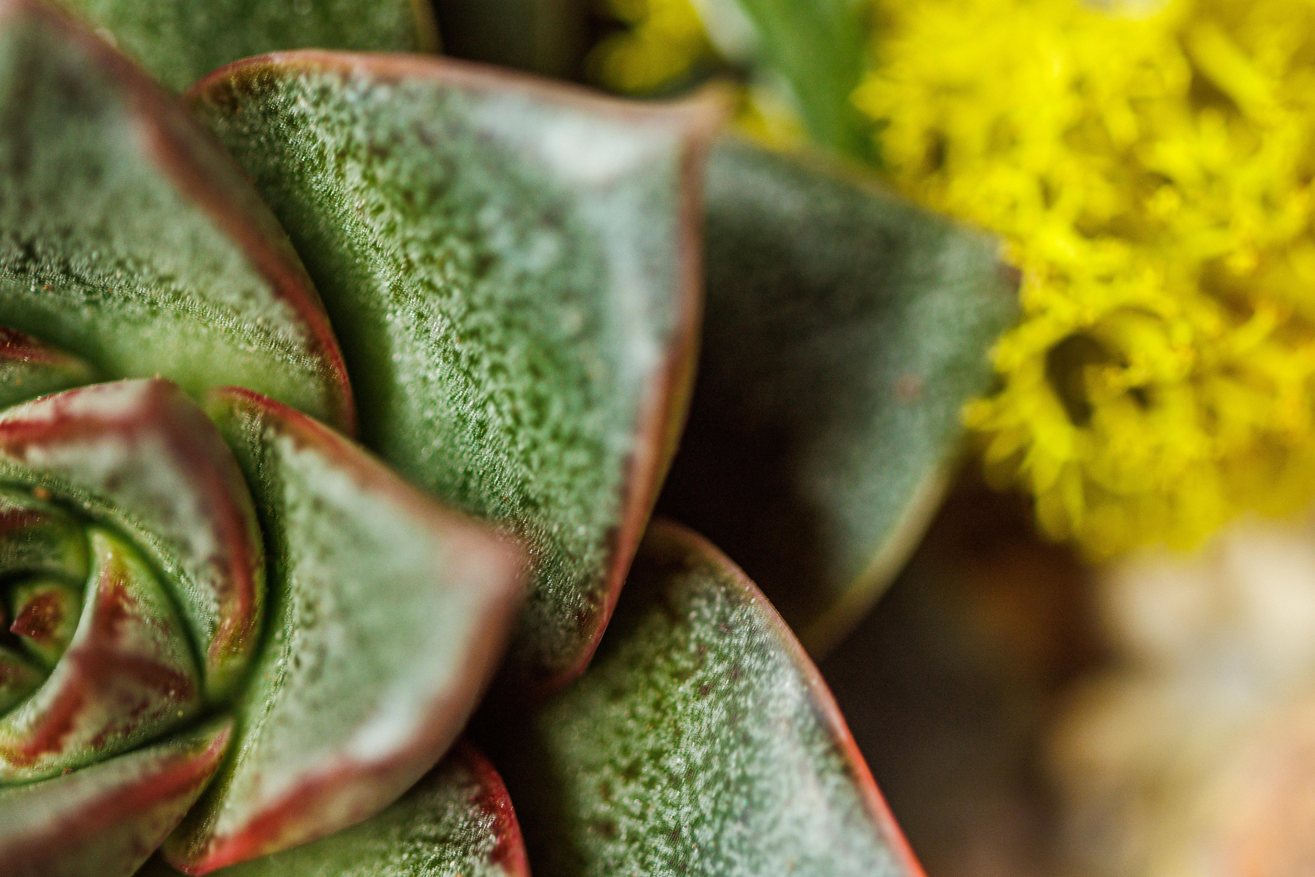 Флорариум икосаэдр. Фотограф Балаев Михаил