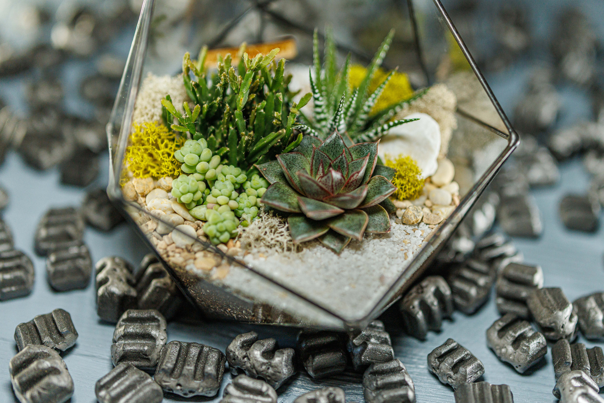 Флорариум икосаэдр. Фотограф Балаев Михаил