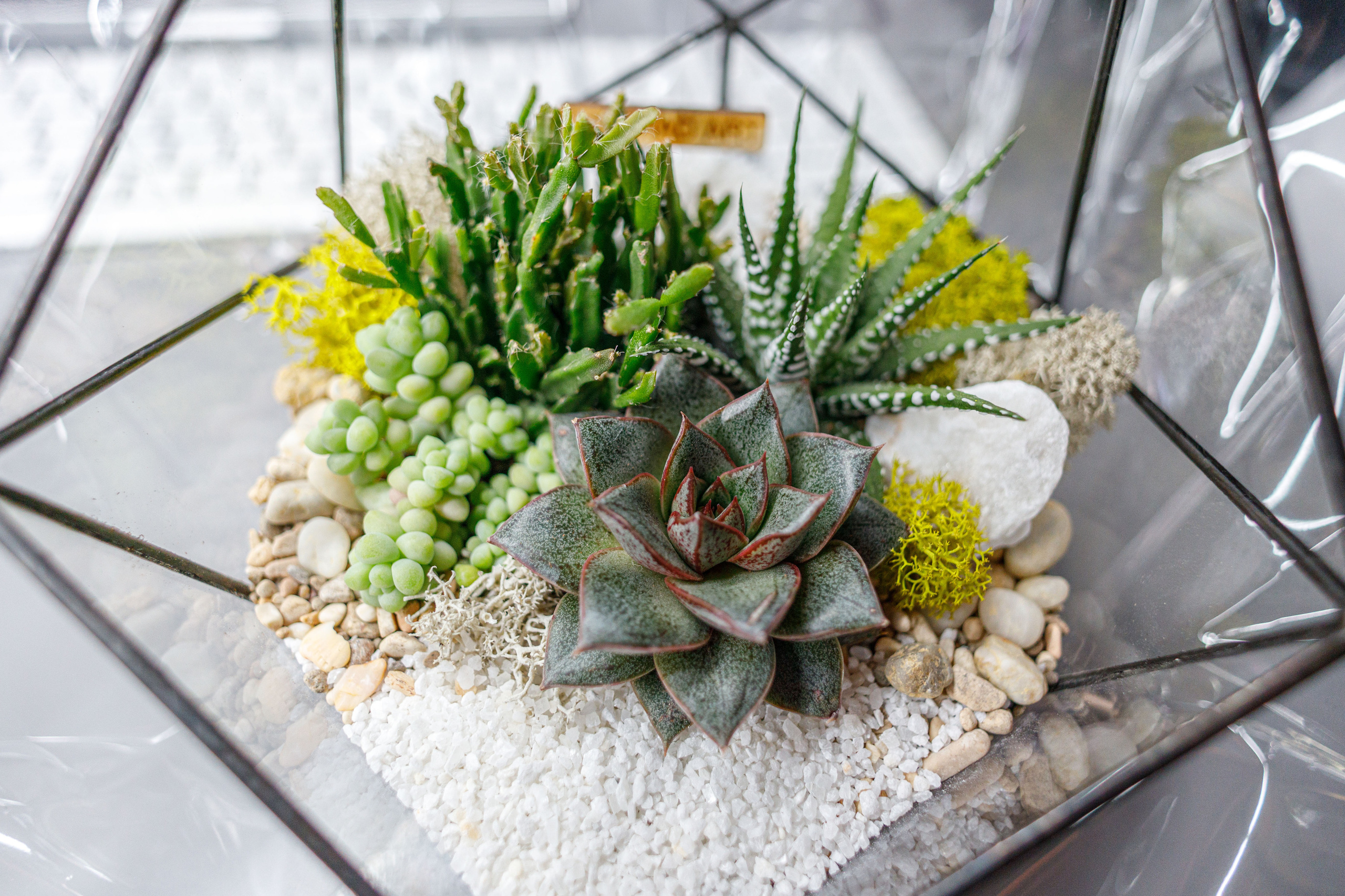 Флорариум икосаэдр. Фотограф Балаев Михаил