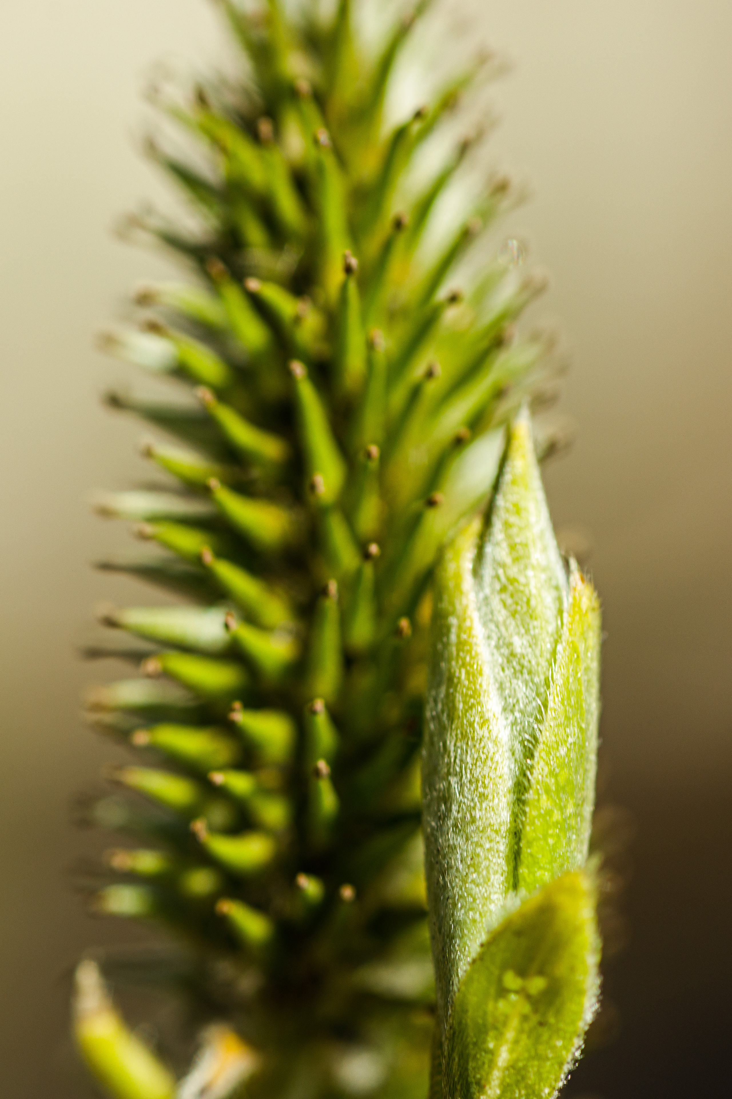 Весна. Фотограф Балаев Михаил