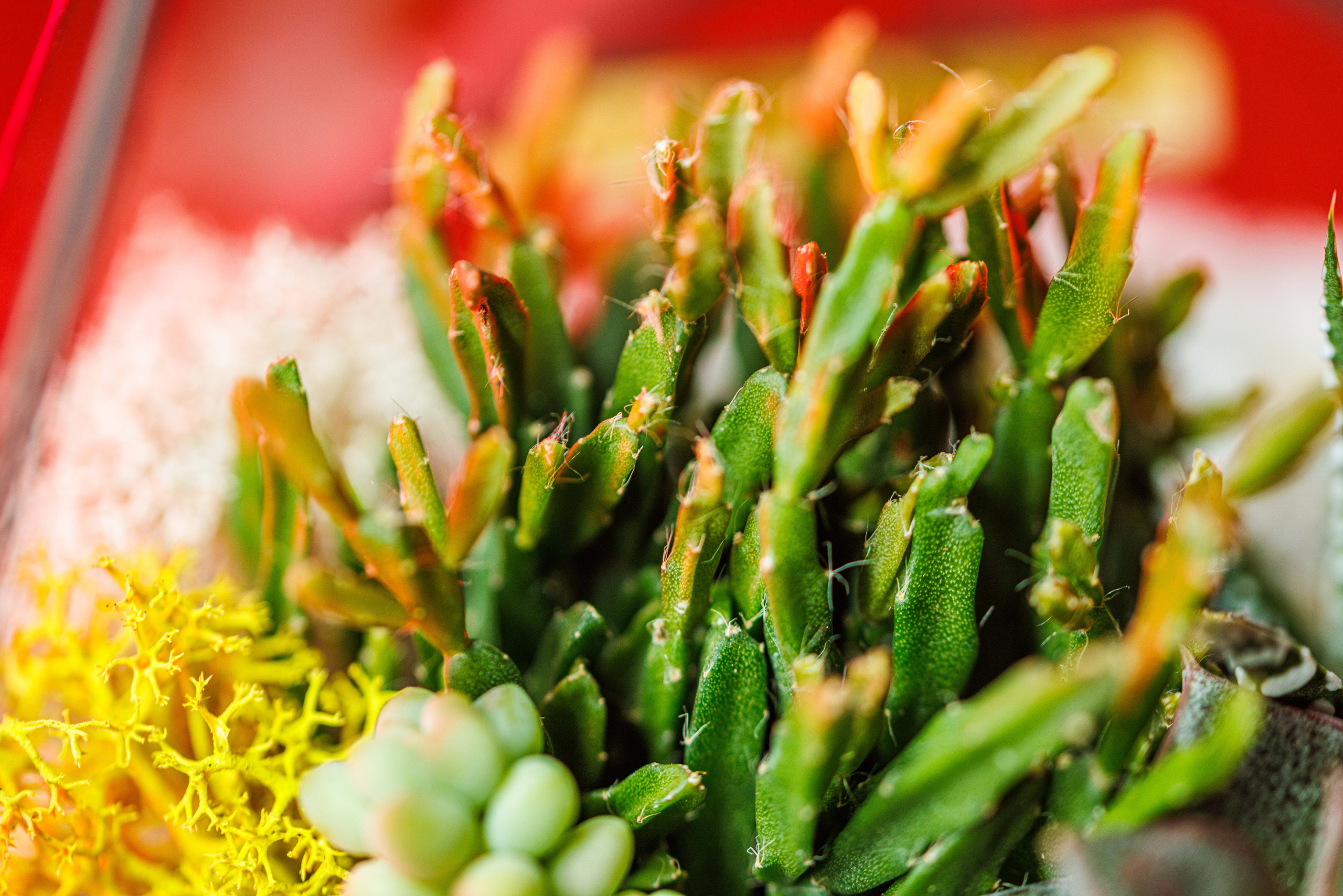 Флорариум икосаэдр. Фотограф Балаев Михаил