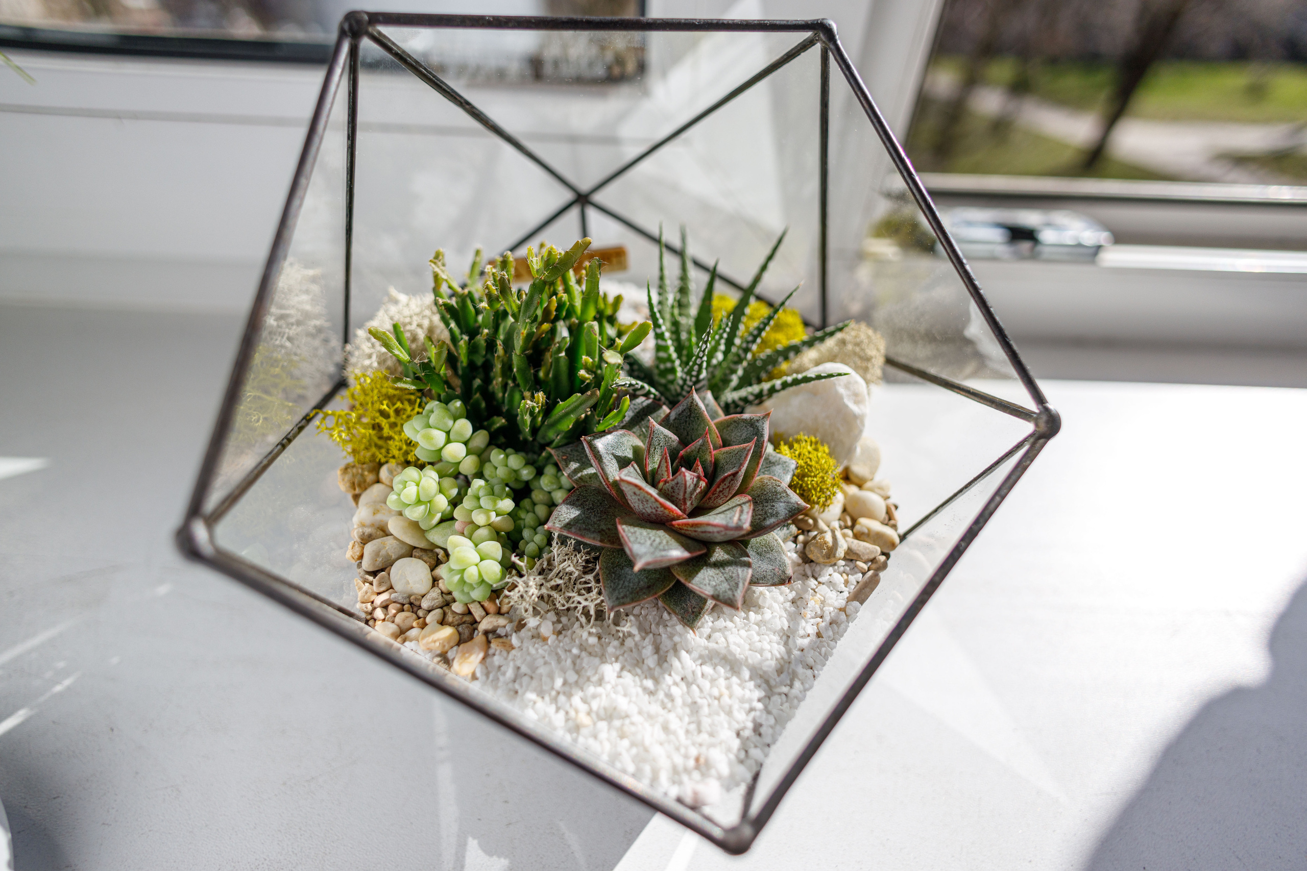 Флорариум икосаэдр. Фотограф Балаев Михаил