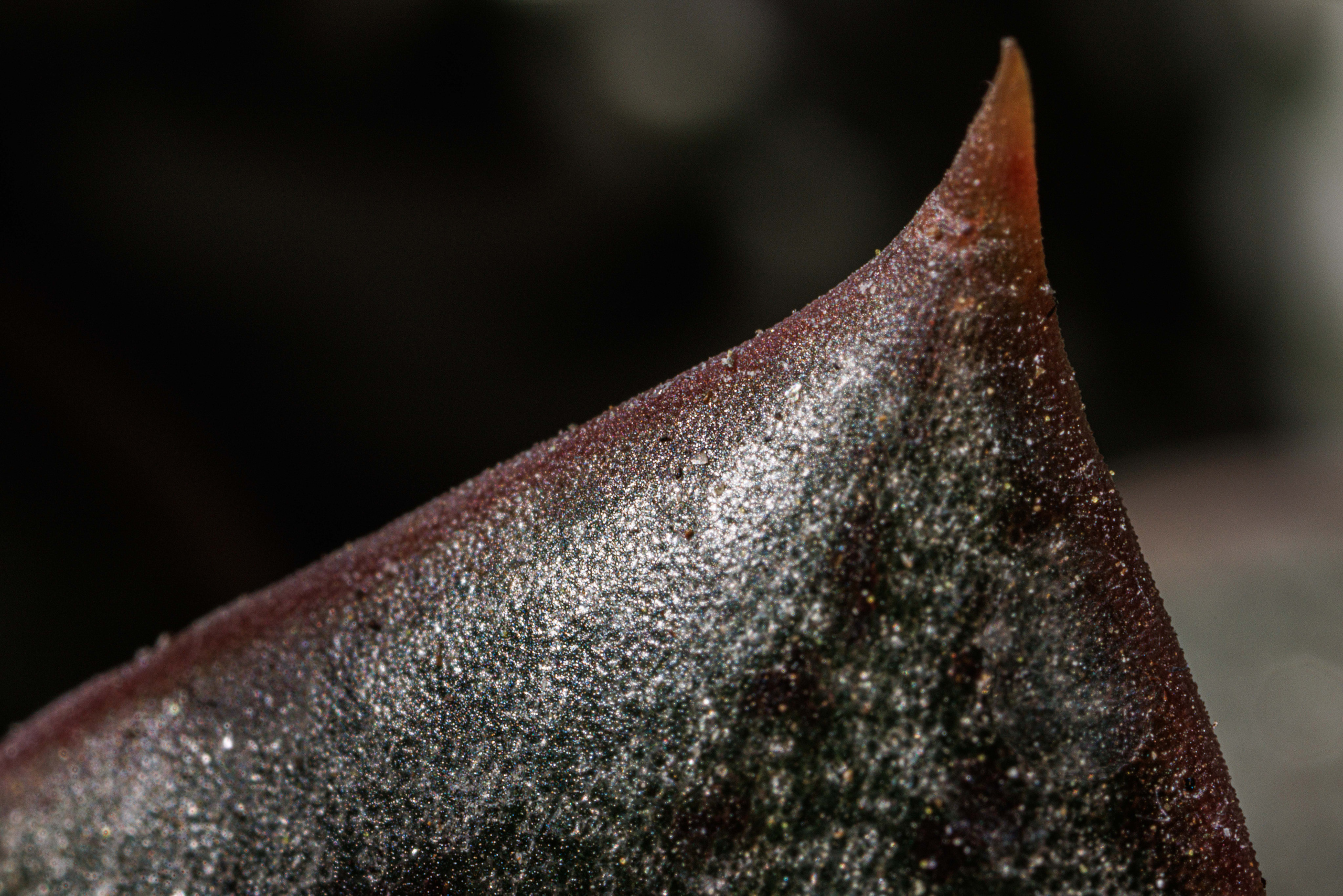 Флорариум икосаэдр. Фотограф Балаев Михаил