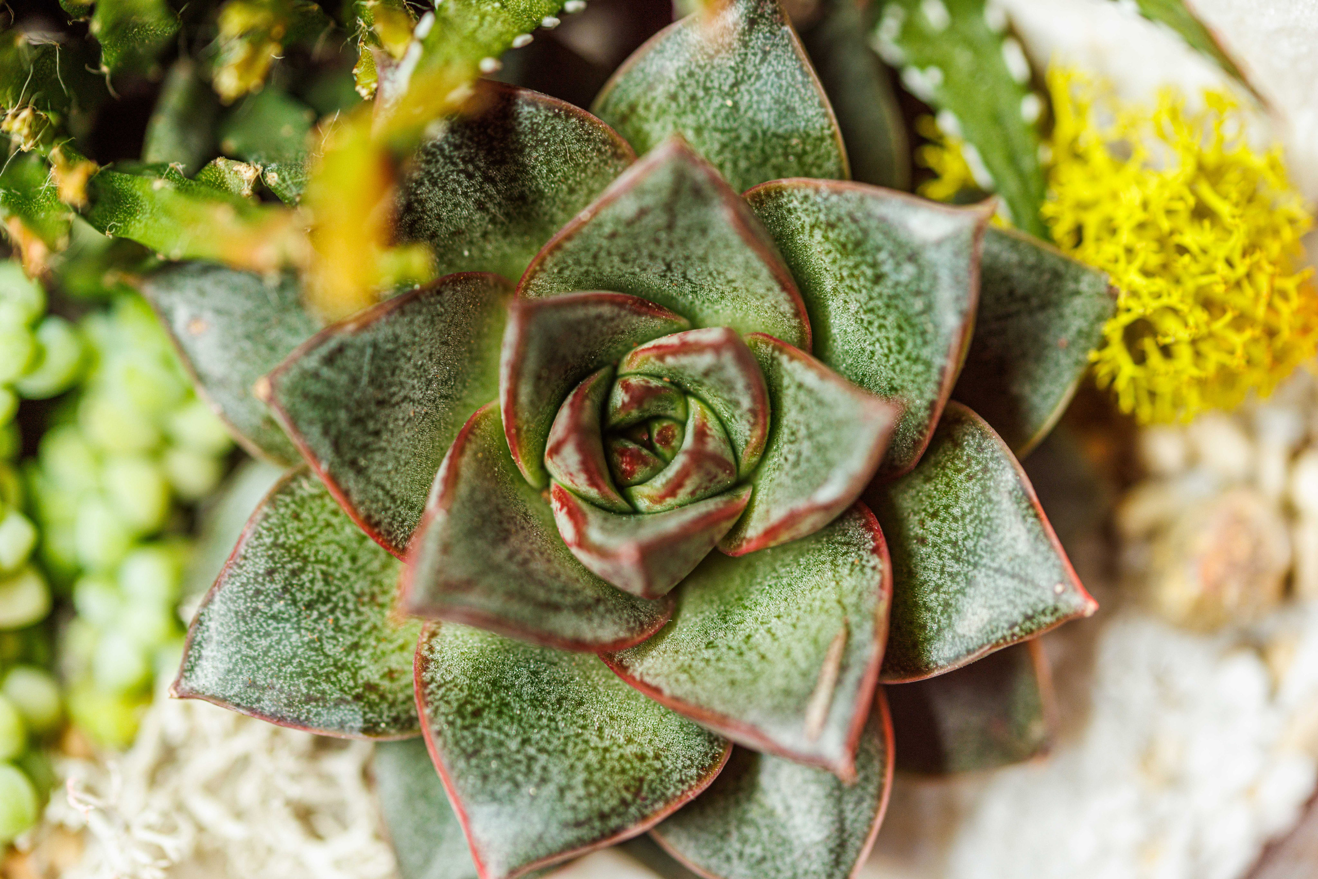 Флорариум икосаэдр. Фотограф Балаев Михаил