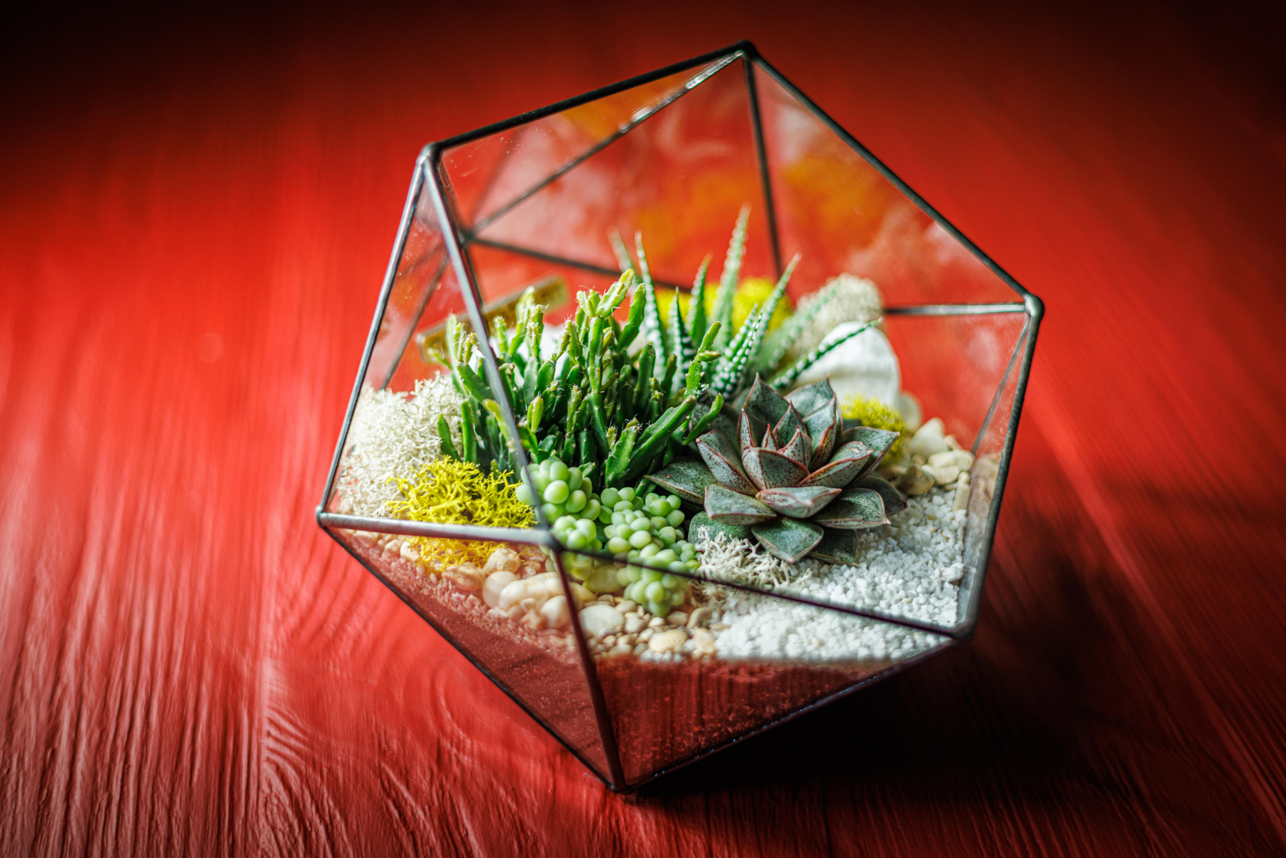 Флорариум икосаэдр. Фотограф Балаев Михаил