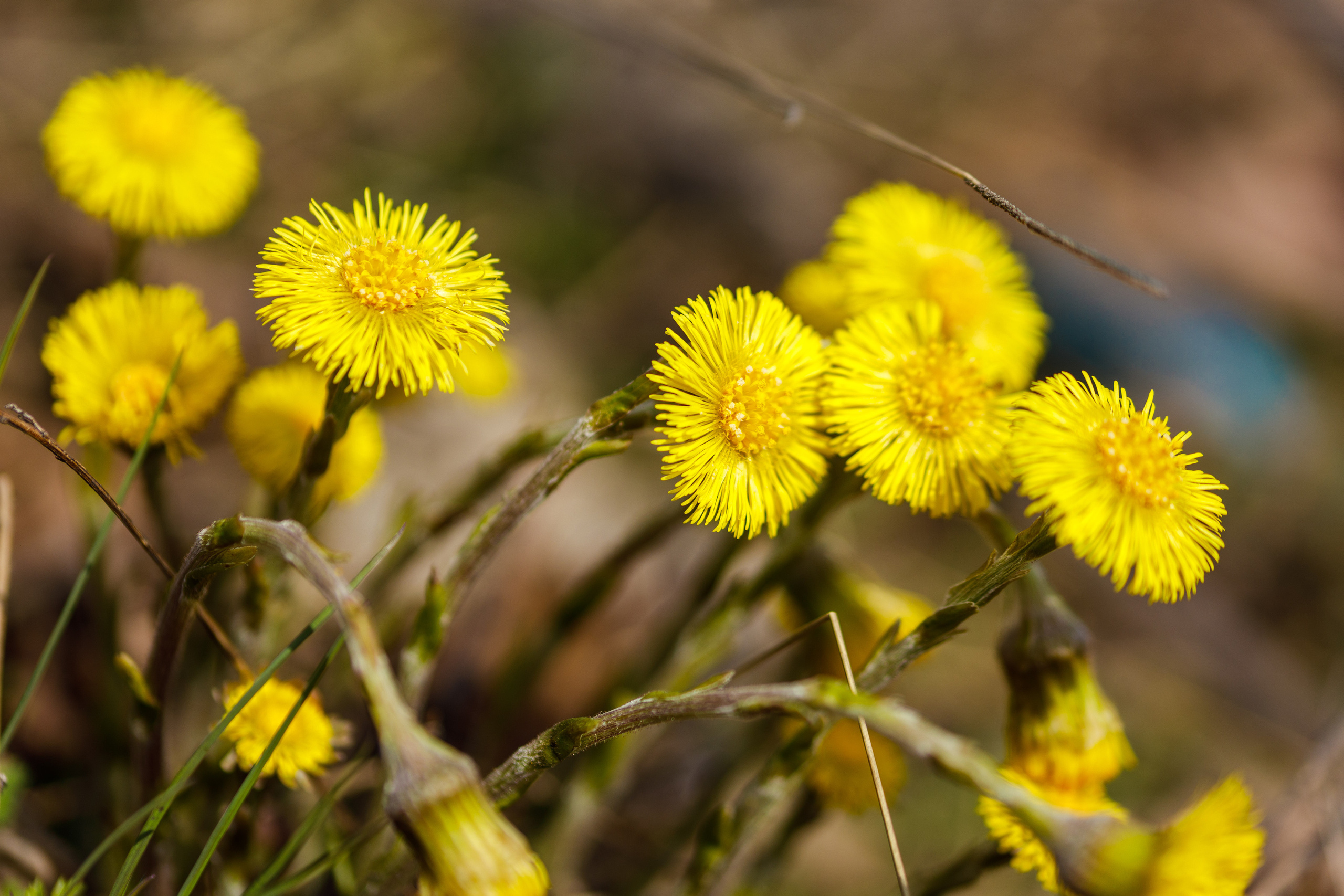 Весна. Фотограф Балаев Михаил