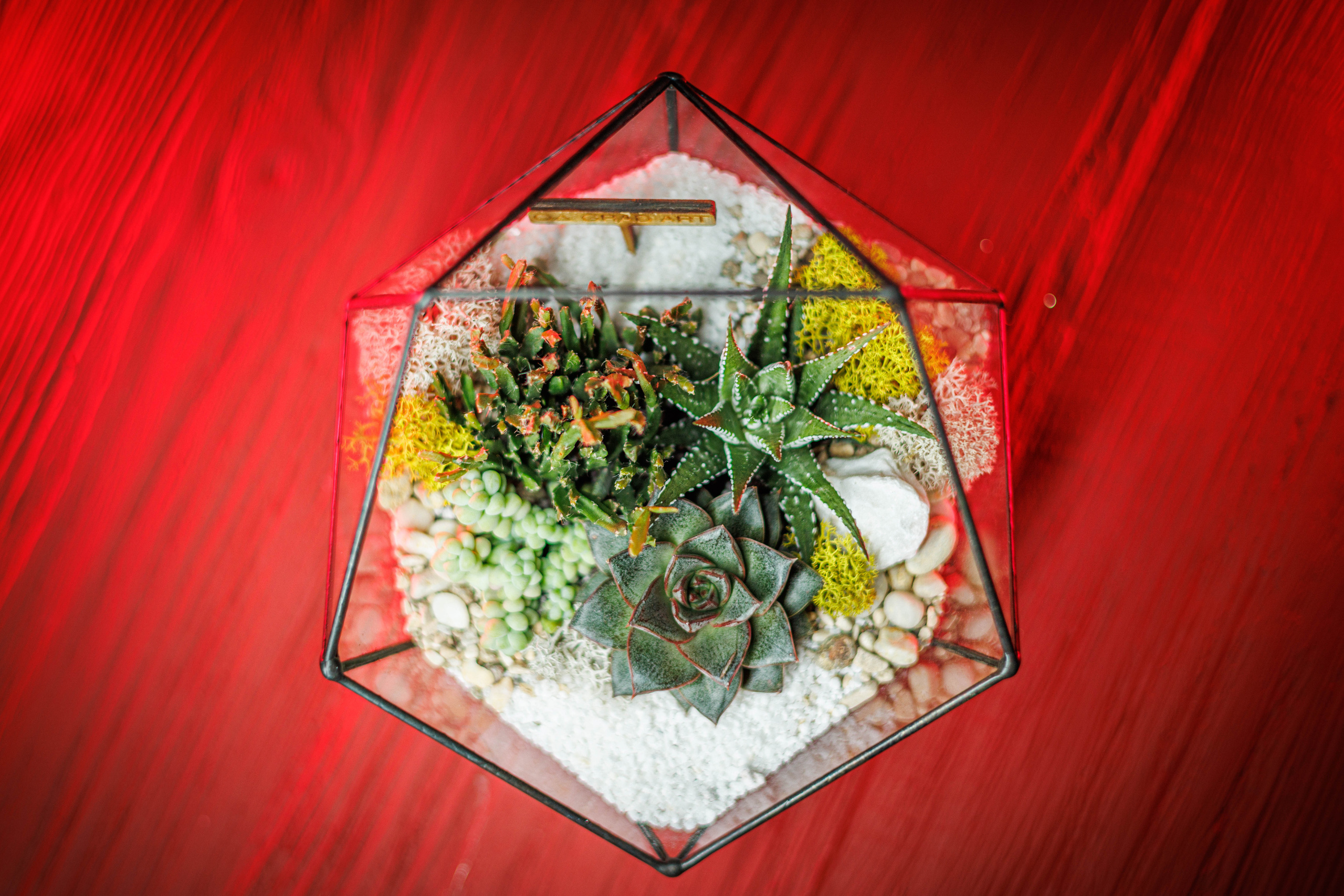 Флорариум икосаэдр. Фотограф Балаев Михаил