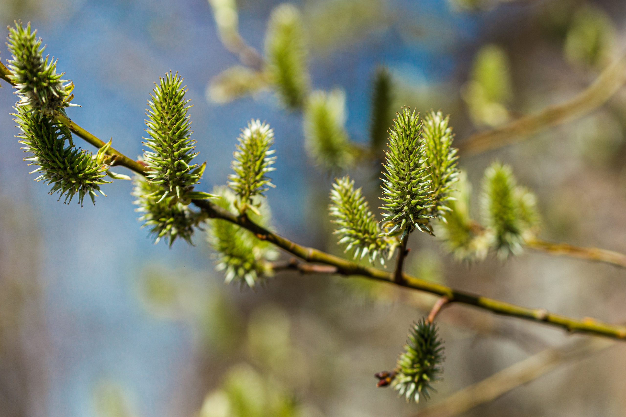 Весна. Фотограф Балаев Михаил
