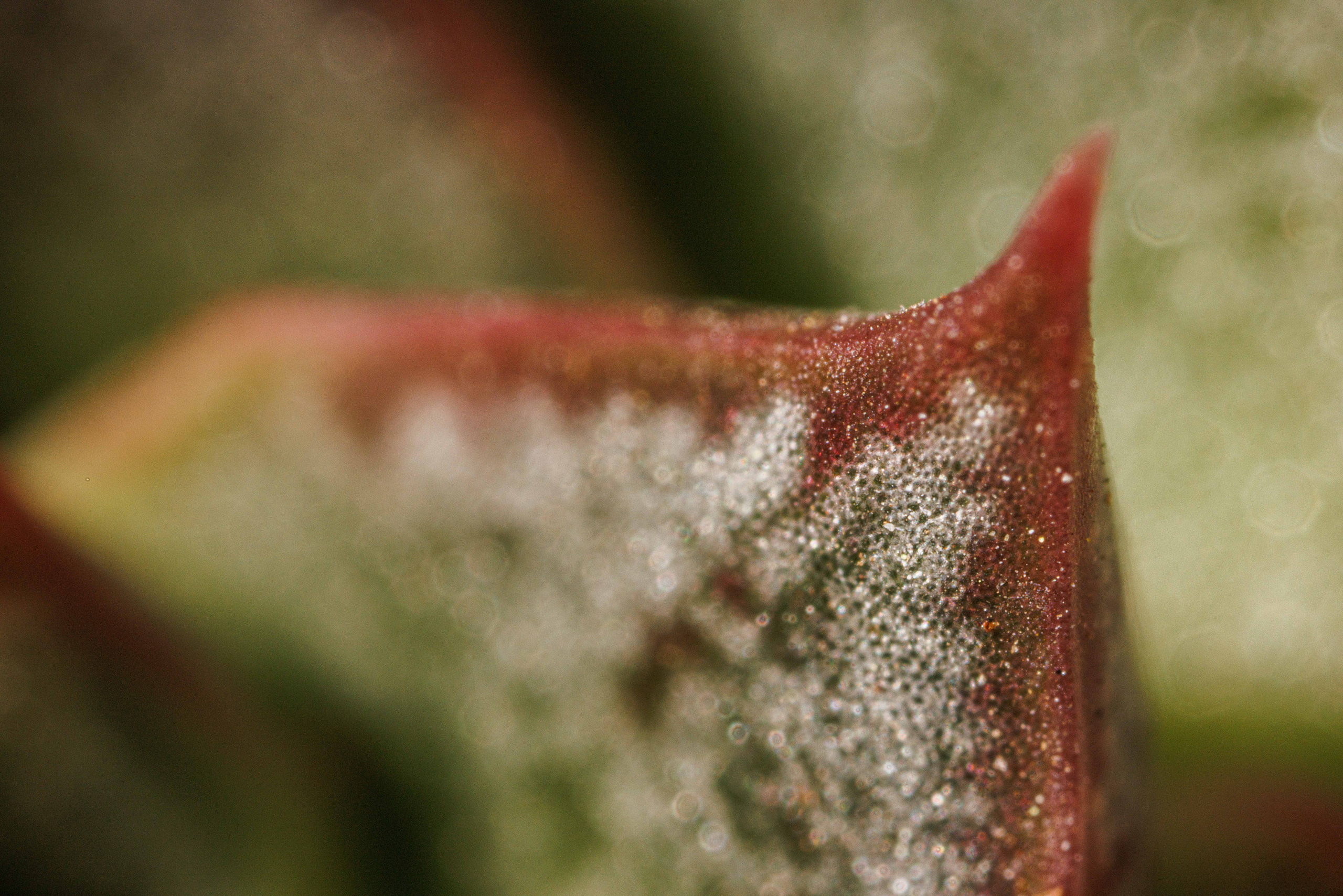 Флорариум икосаэдр. Фотограф Балаев Михаил