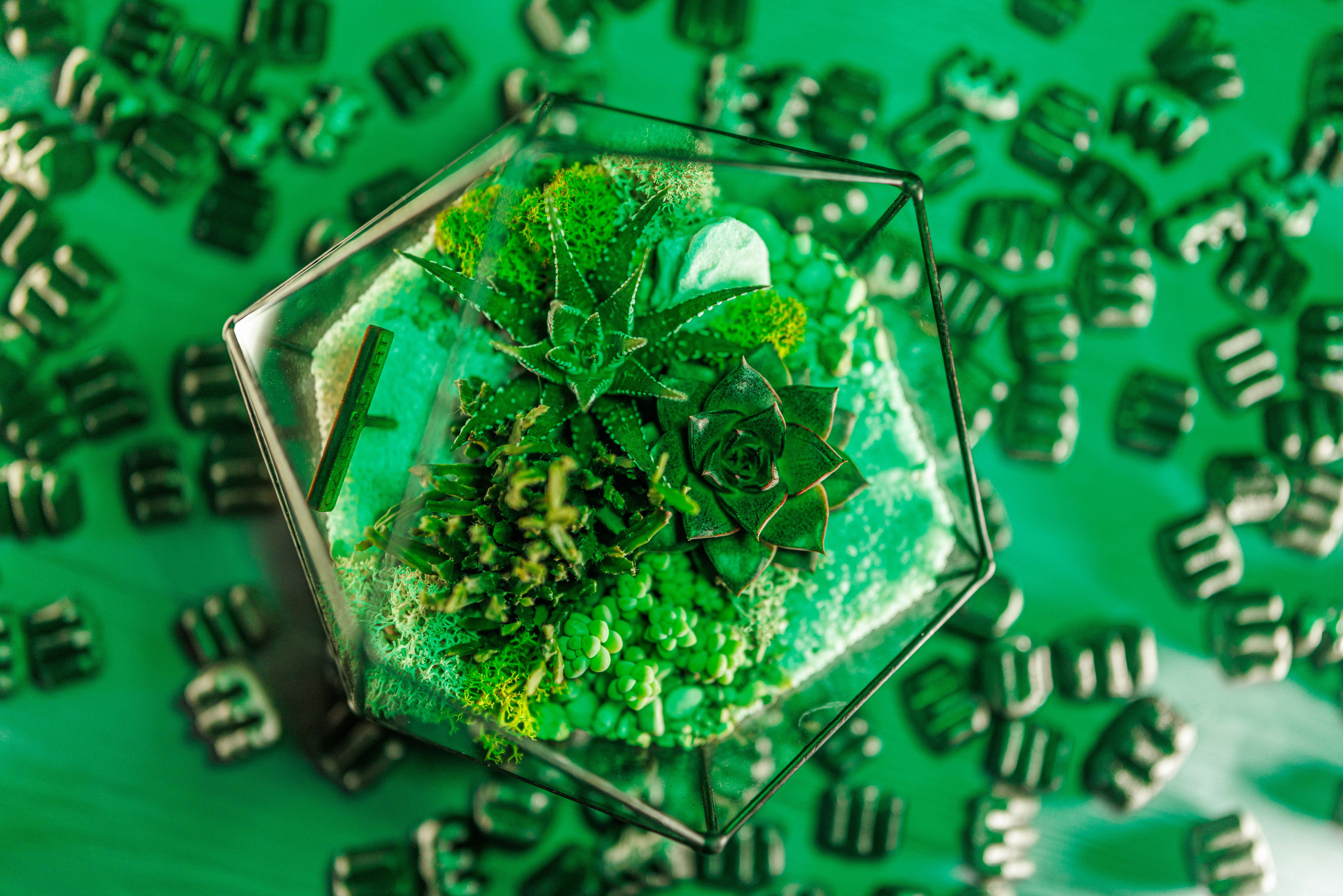 Флорариум икосаэдр. Фотограф Балаев Михаил