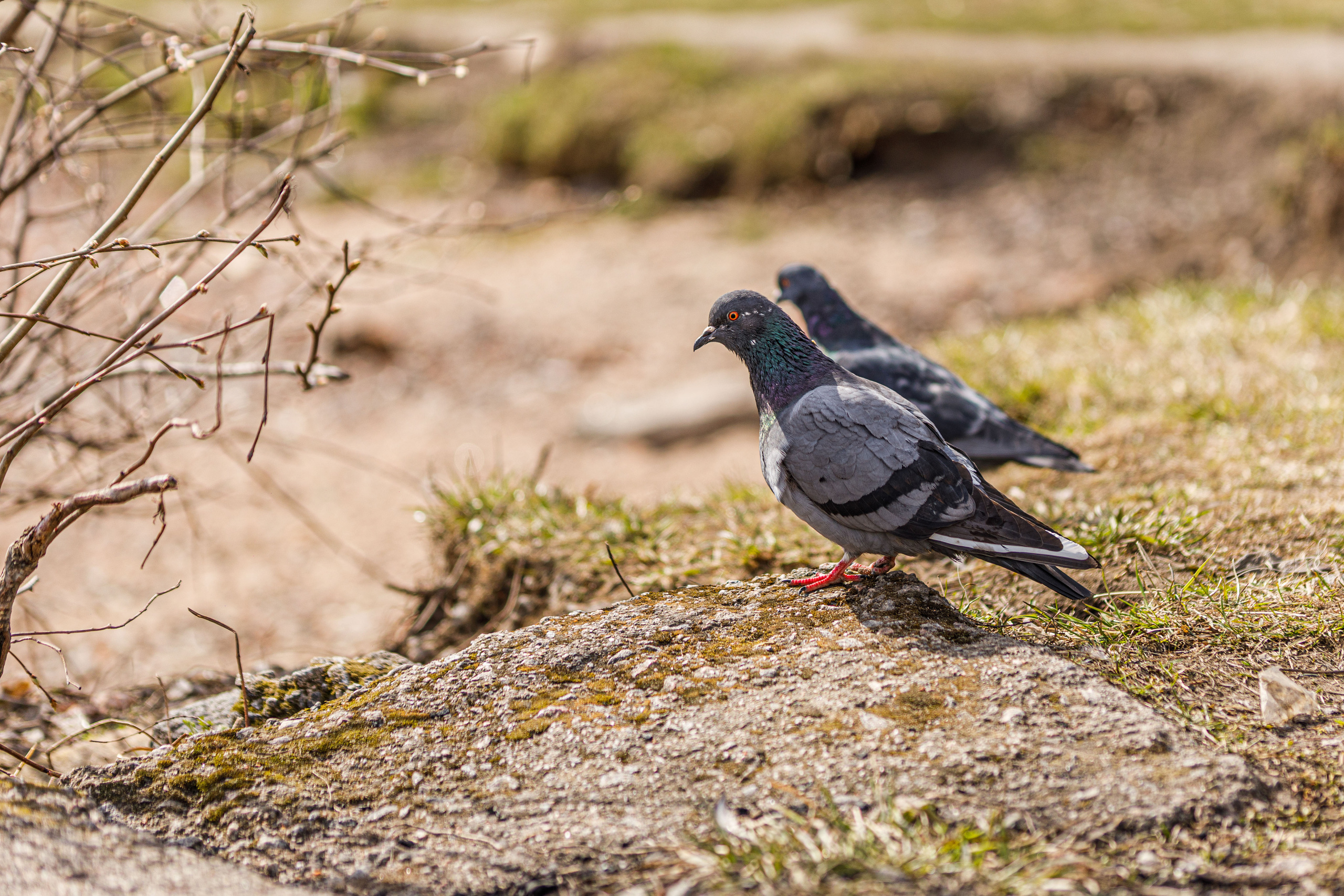 Весна. Фотограф Балаев Михаил