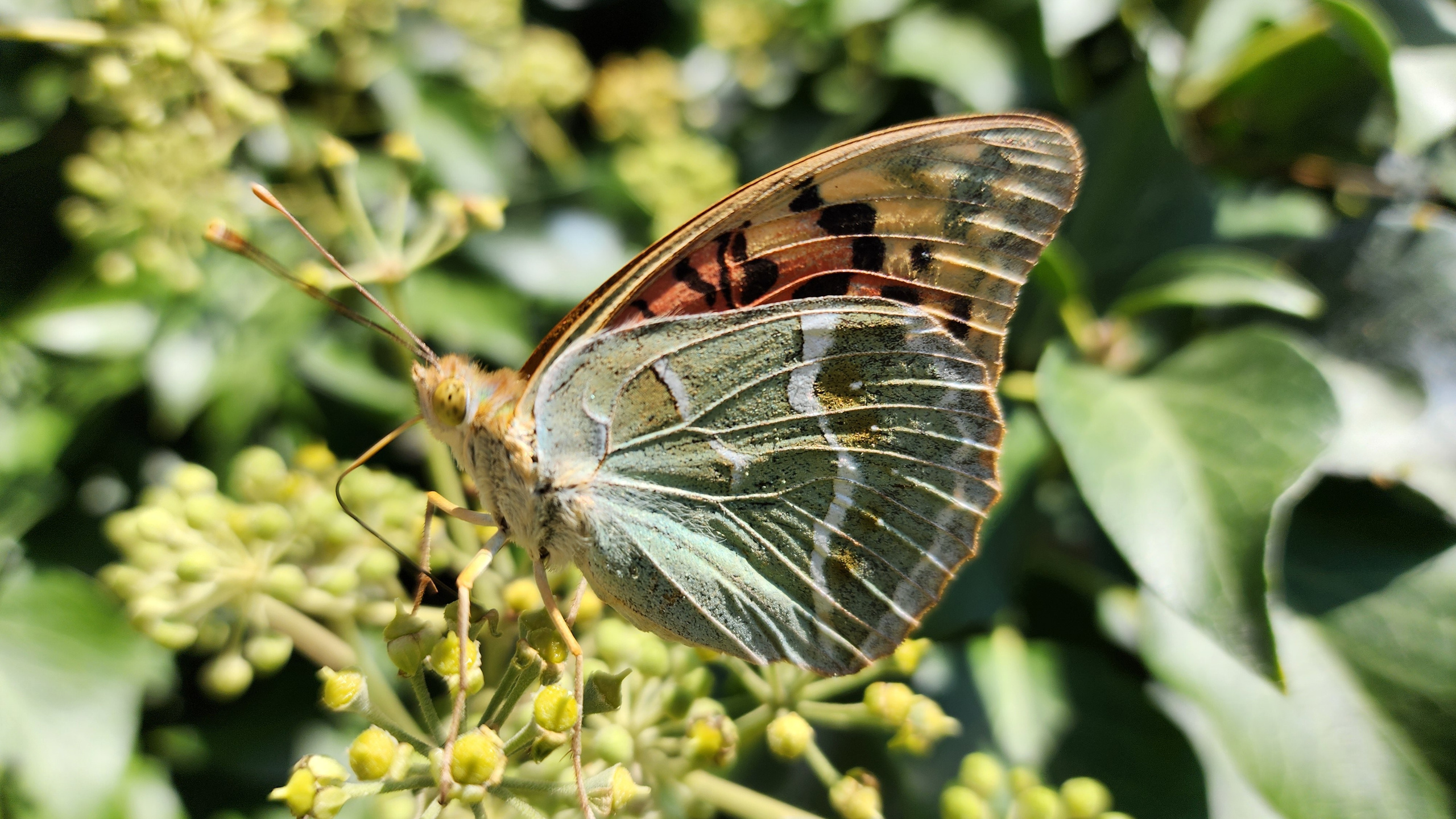 Приморское и Феодосия (2024-09-24). Собор Отрасли