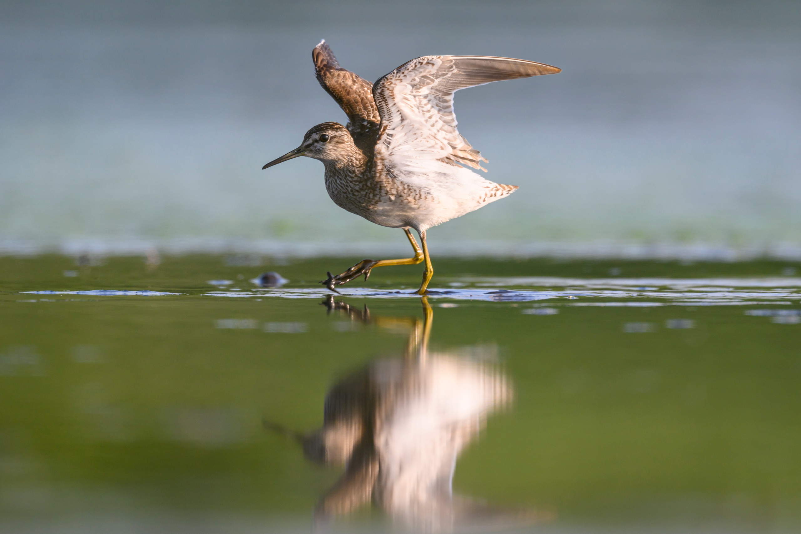 Поручейники и щеголь. Wildlife photography by Sergey Puponin