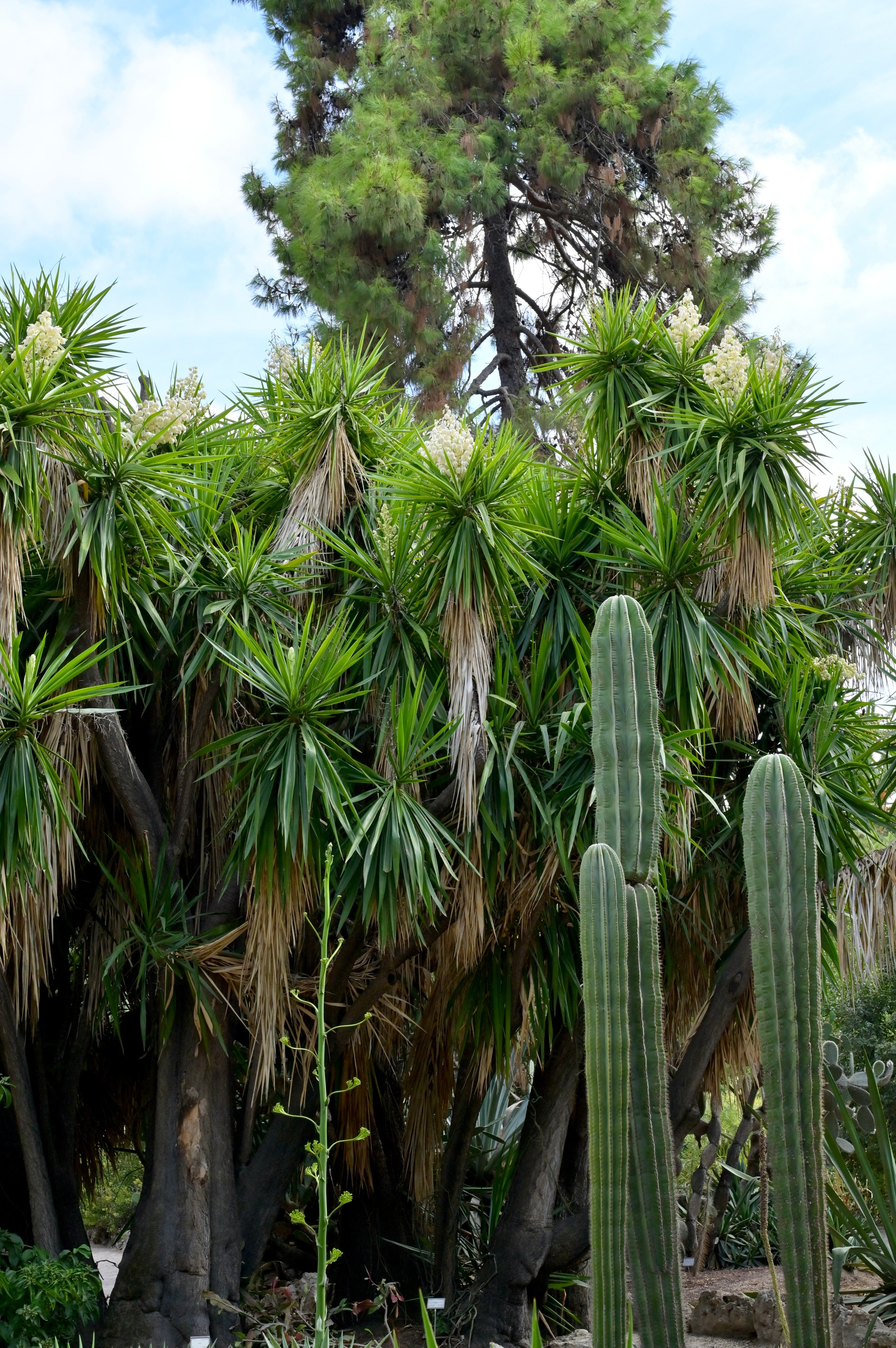 Ботанический сад в Валенсии — старейший в Европе. Гид и фотограф в Валенсии Новиков Михаил