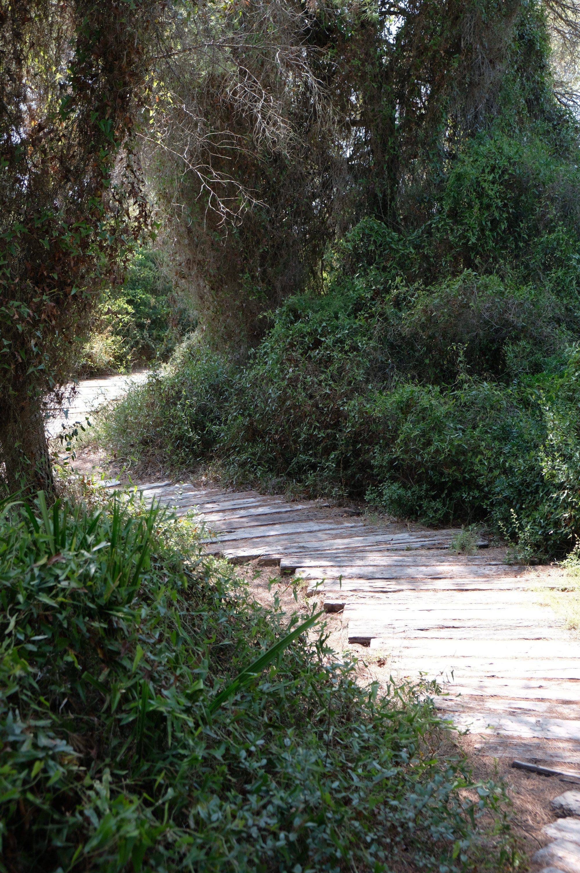 Парк Альбуфера в Валенсии (Испания). Гид и фотограф в Валенсии Новиков Михаил