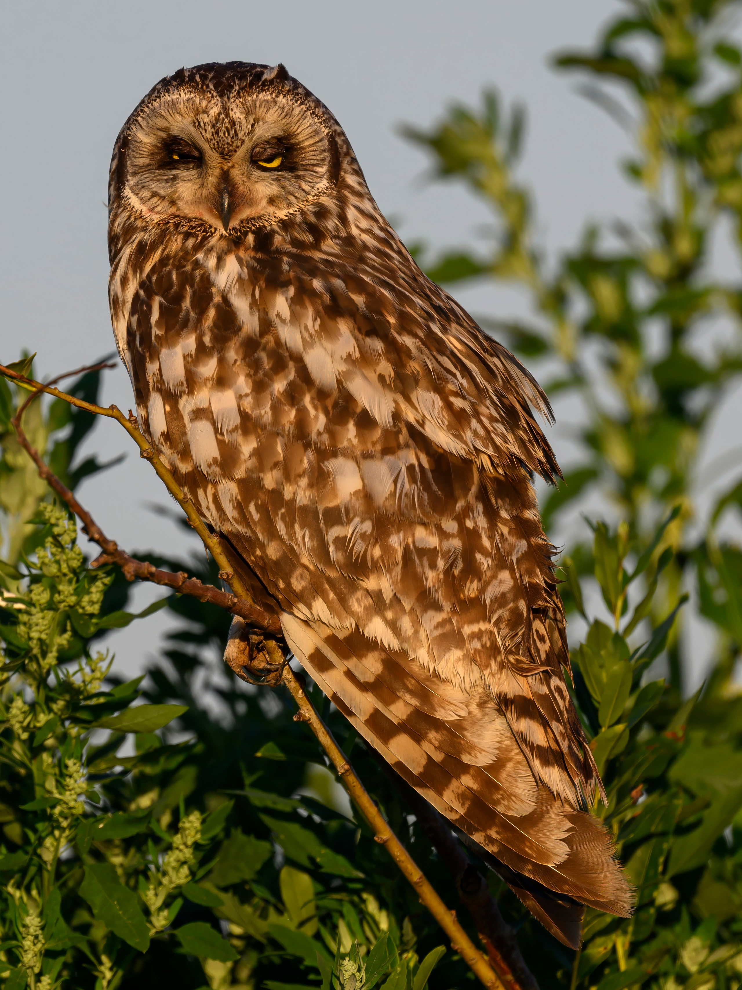 Утренний моцион совы. Owl's morning routine. Wildlife photography by Sergey Puponin