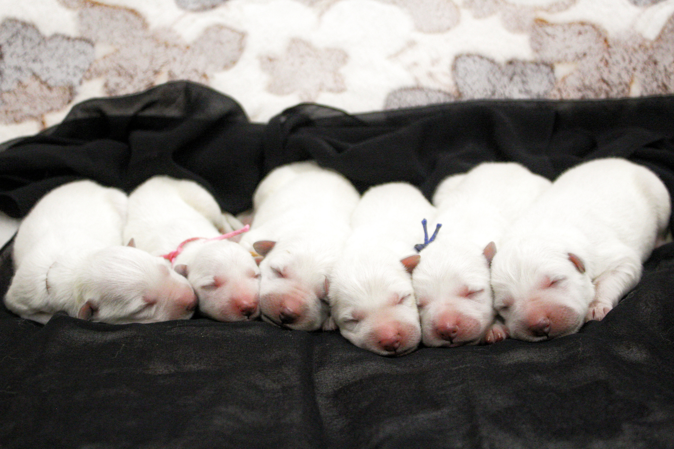 Новости в питомнике Westerly Wind. Питомник собак Westerly Wind Москва и МО