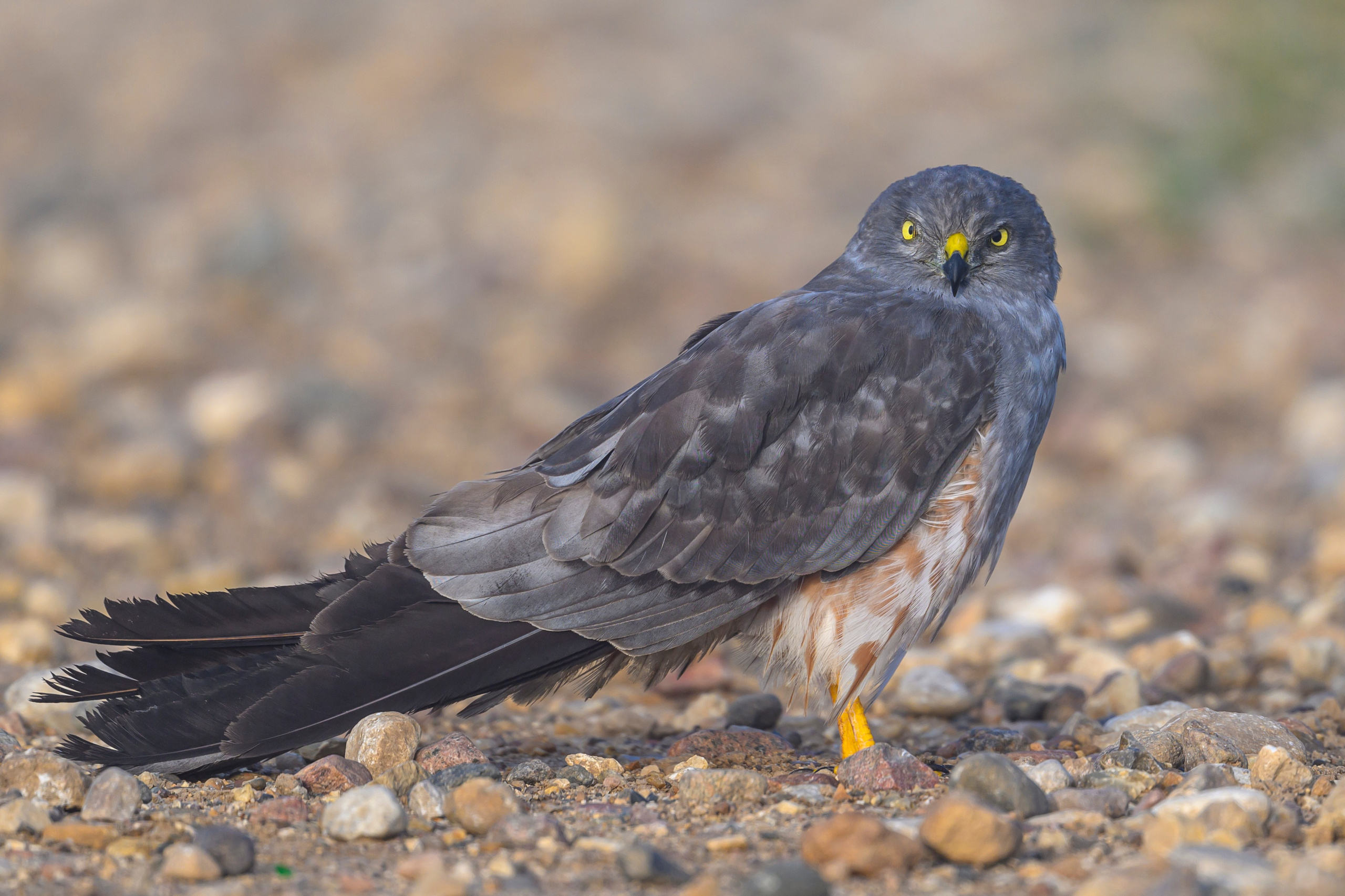 Луговой лунь. Montagu's Harrier. Фотограф Сергей Пупонин