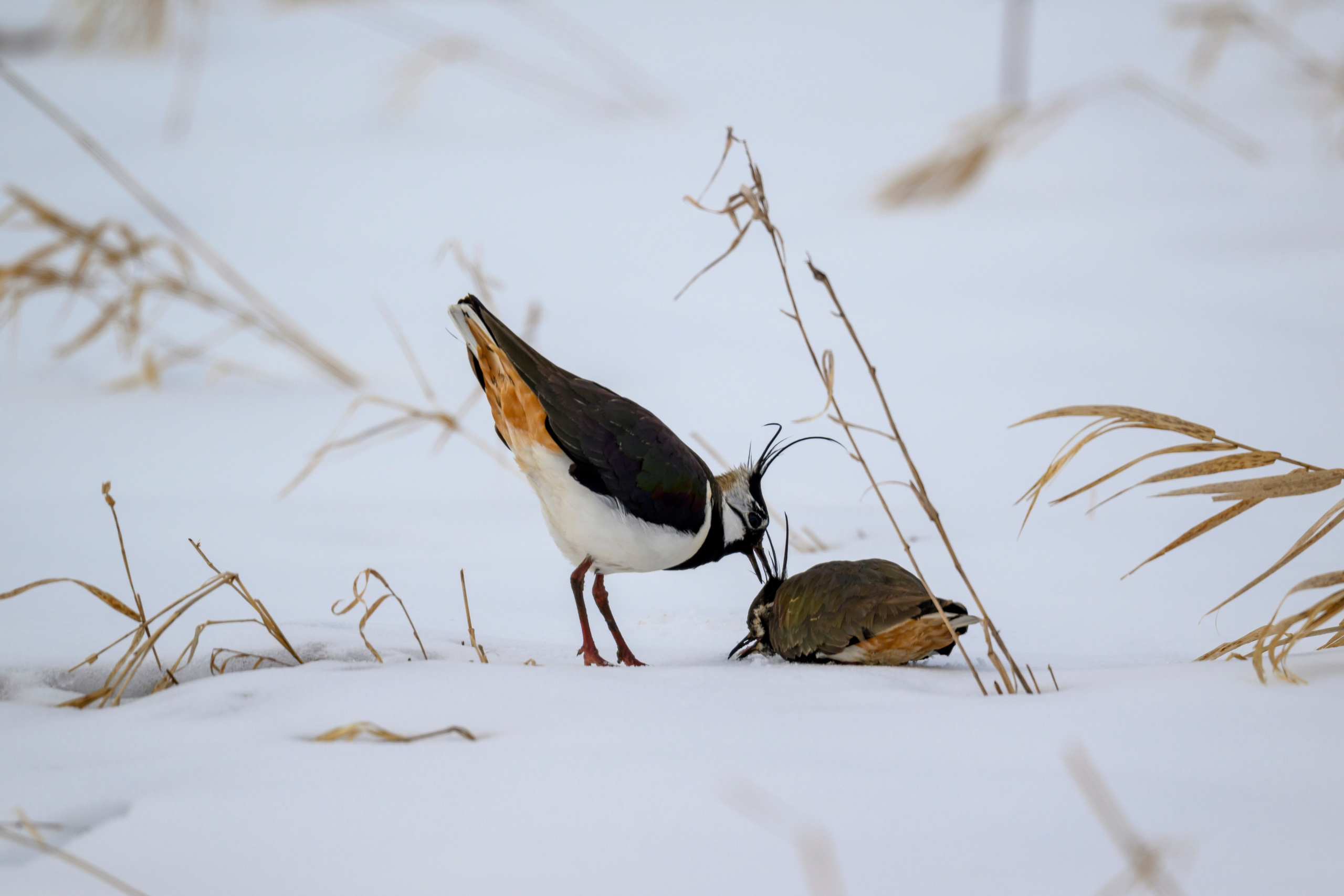 Сова, журавли и свадьба чибисов. Wildlife photography by Sergey Puponin