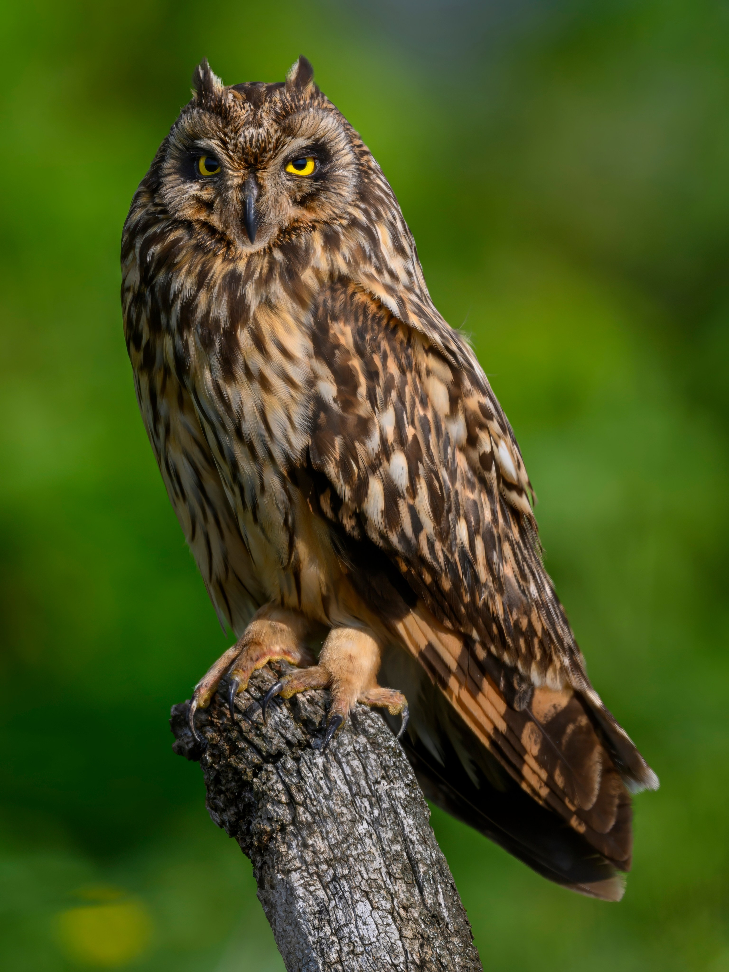 Цапли и совы. Herons and Owls. Wildlife photography by Sergey Puponin