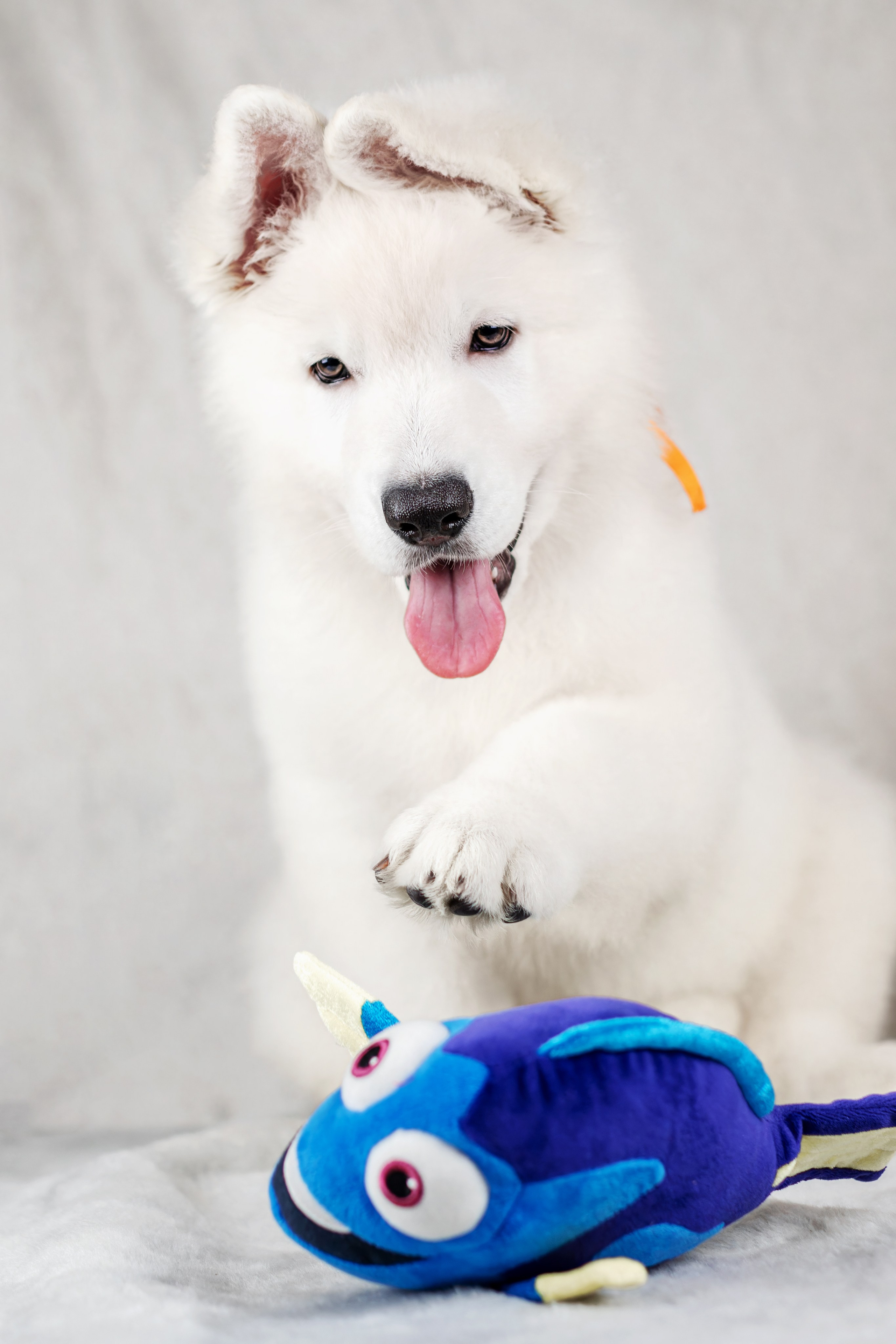 Щенки белой швейцарской овчарки. Фотограф-анималист Юлия Зубкова