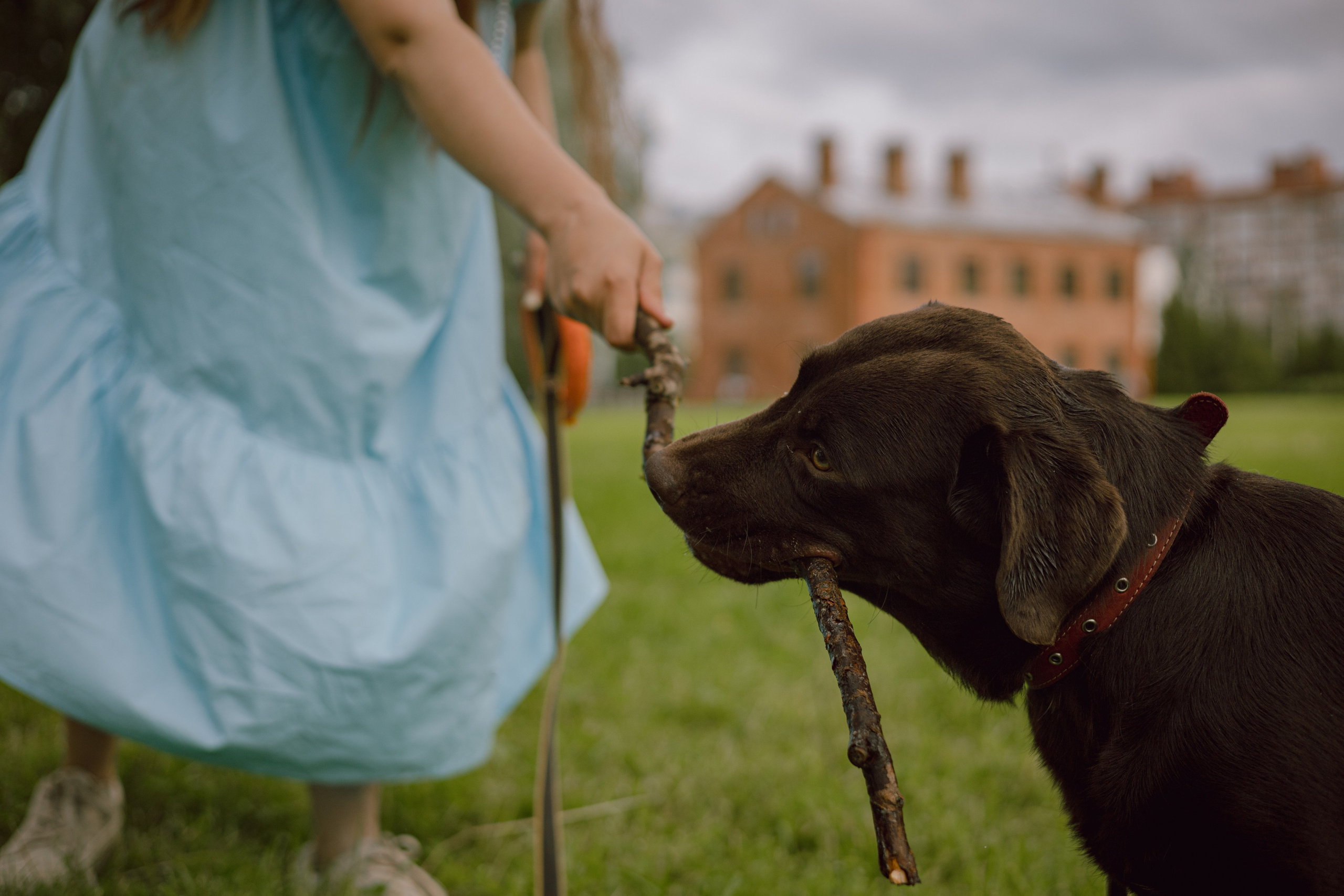 Оля и её шоколадный Тимофей. Фотограф — анималист •love-story•|Санкт-Петербург