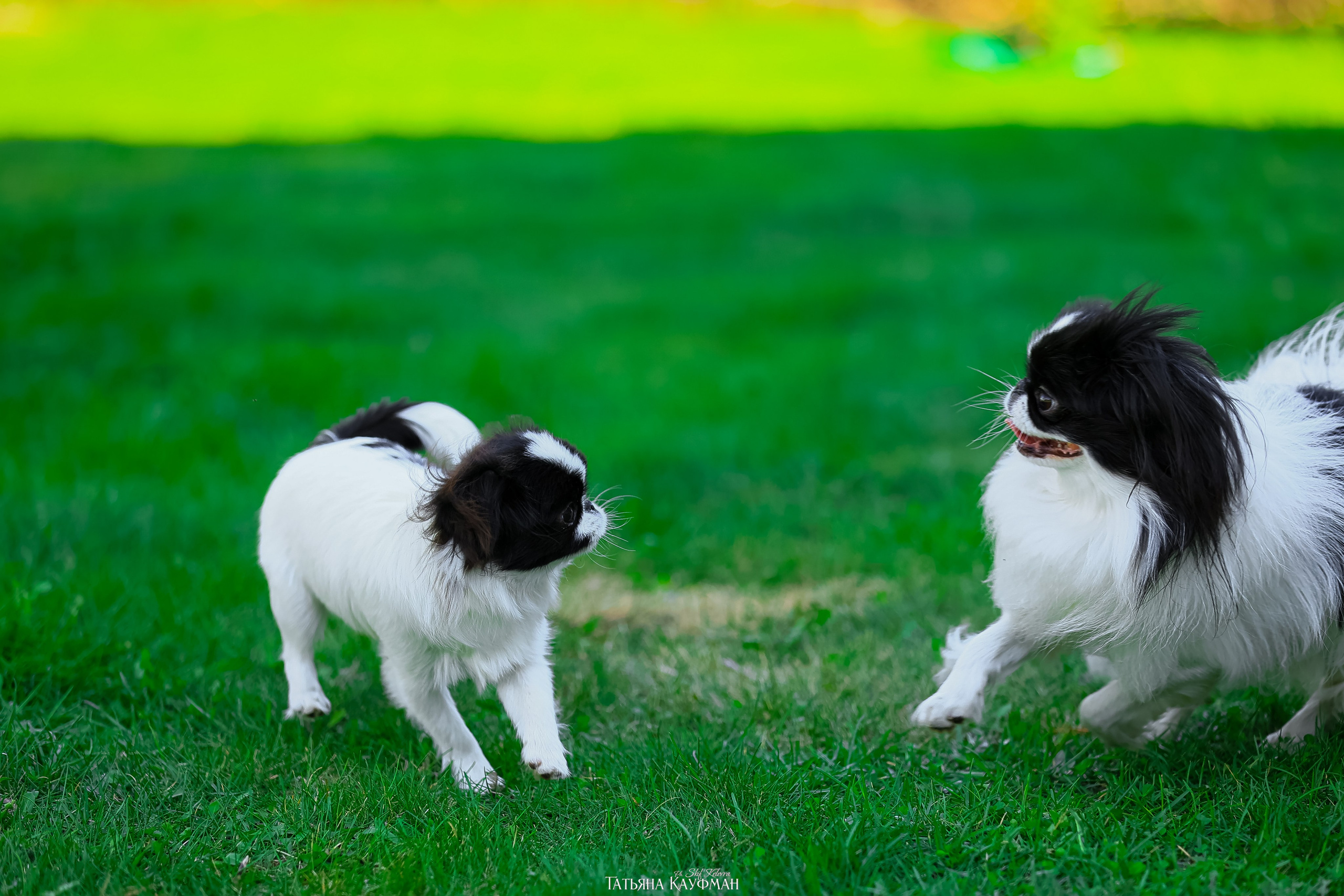 Японский хин, фотография японский хин, собака в цветах, красивая собака, фотограф анималист, фотокурс Анималистика, научиться фотографировать собак, фотограф Новосибирск