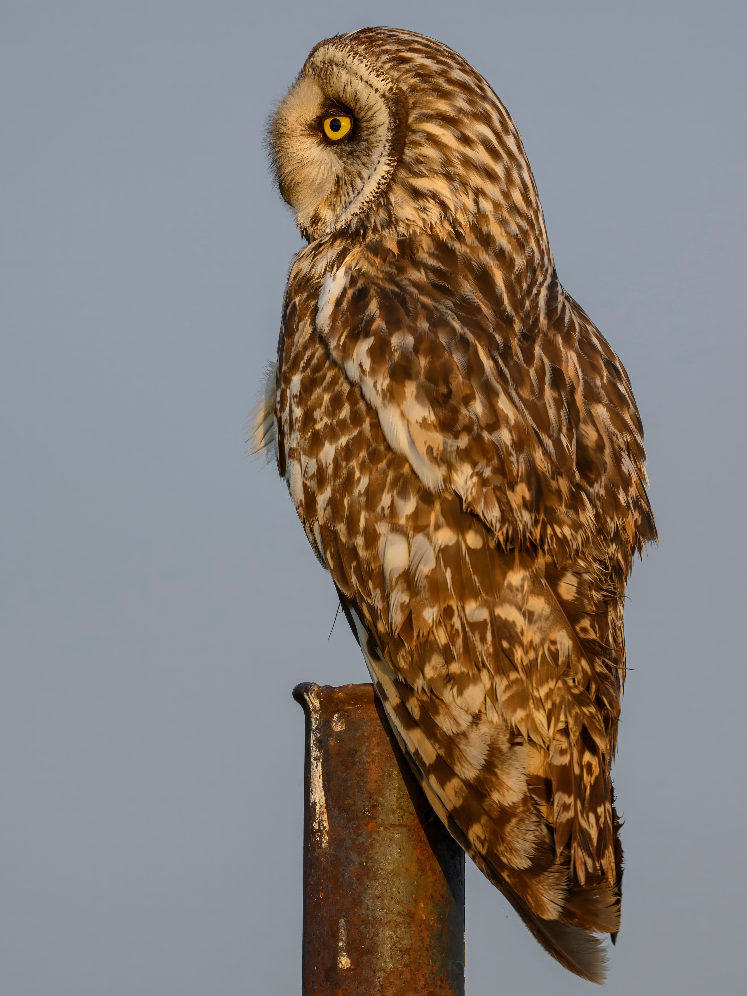 Совы и аисты. Owls and Storks. Wildlife photography by Sergey Puponin