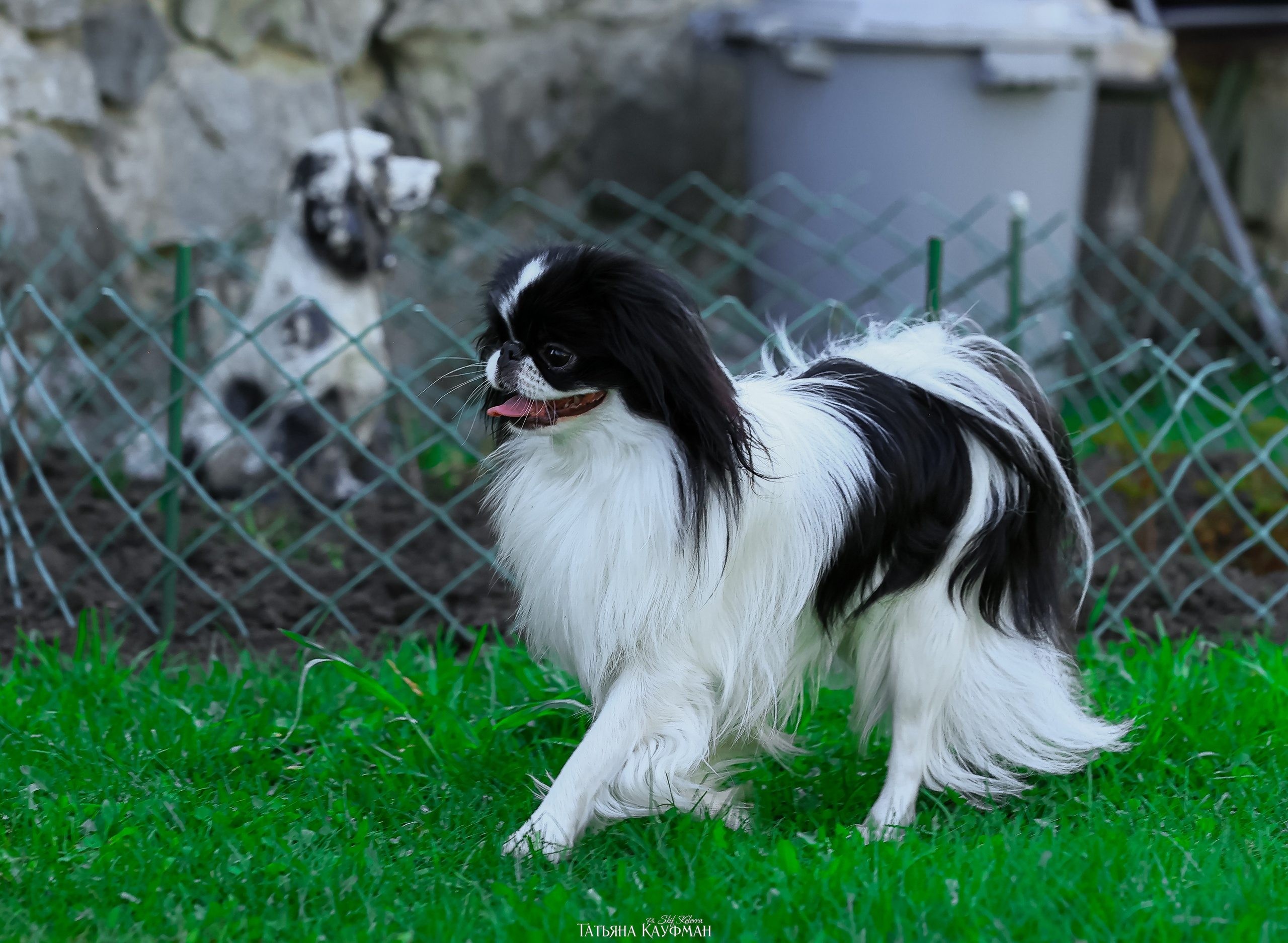Японский хин, фотография японский хин, собака в цветах, красивая собака, фотограф анималист, фотокурс Анималистика, научиться фотографировать собак, фотограф Новосибирск