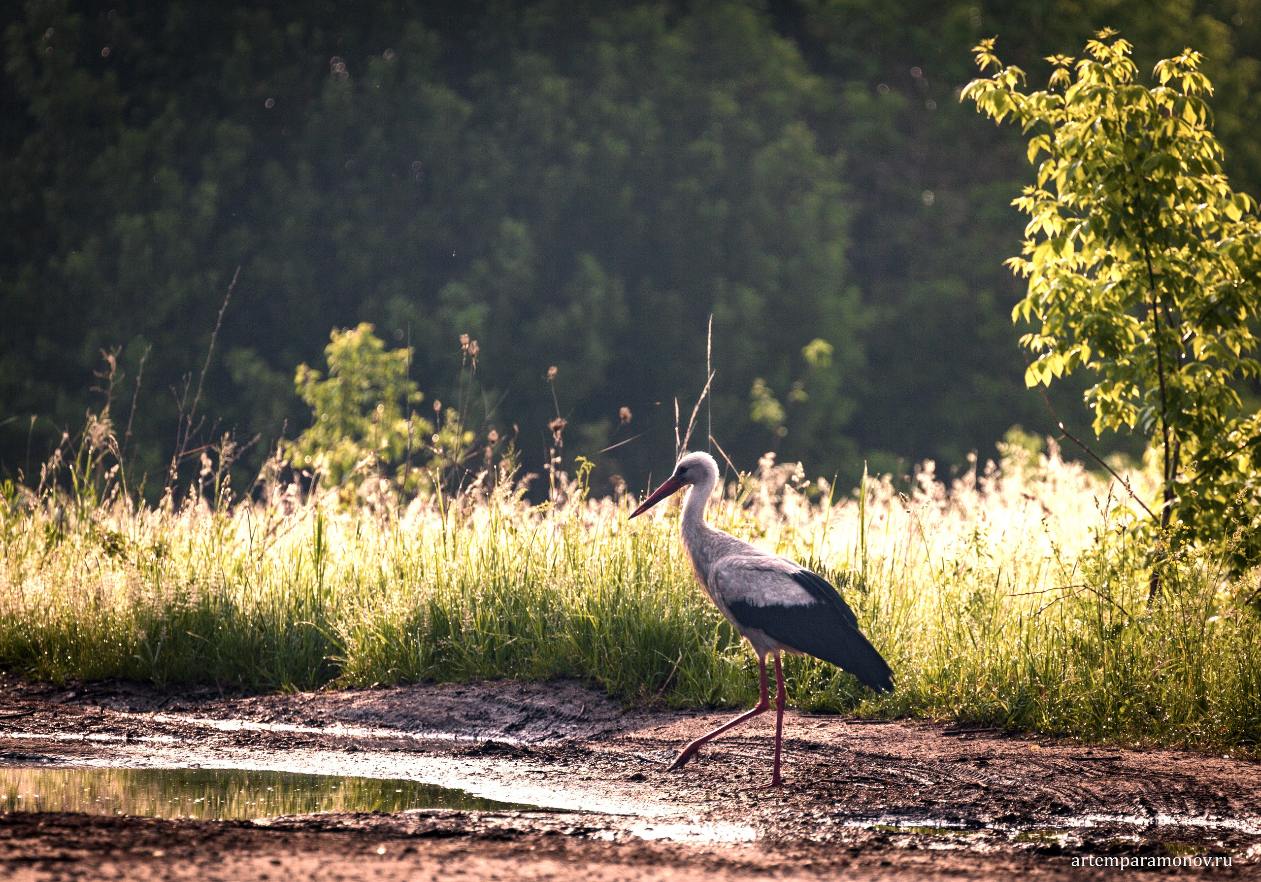 Магия утра близ Анастасова монастыря. Фотохудожник Артём Парамонов