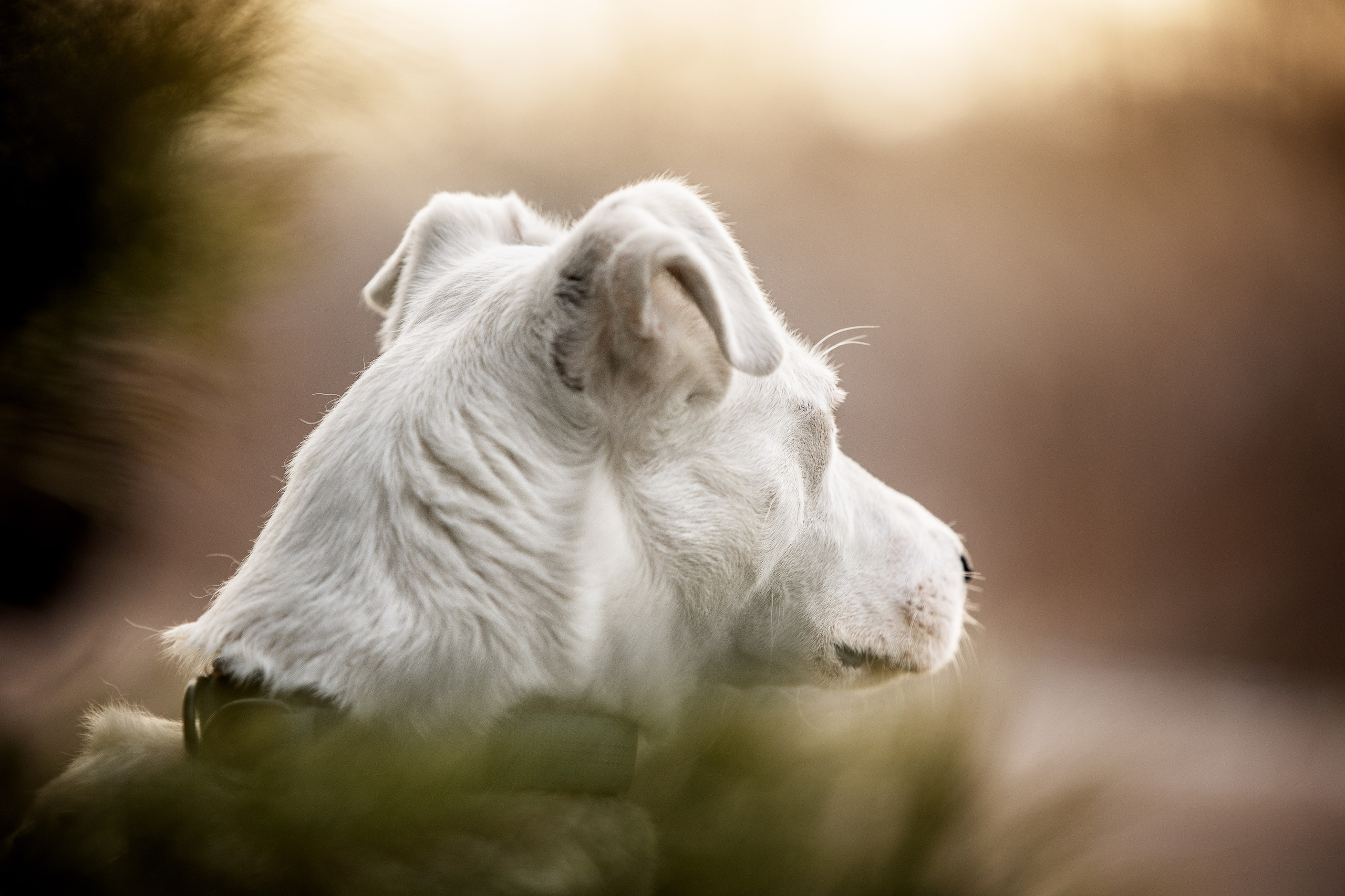 ИЩУТ ДОМ. Фотограф-анималист в Москве и Подмосковье