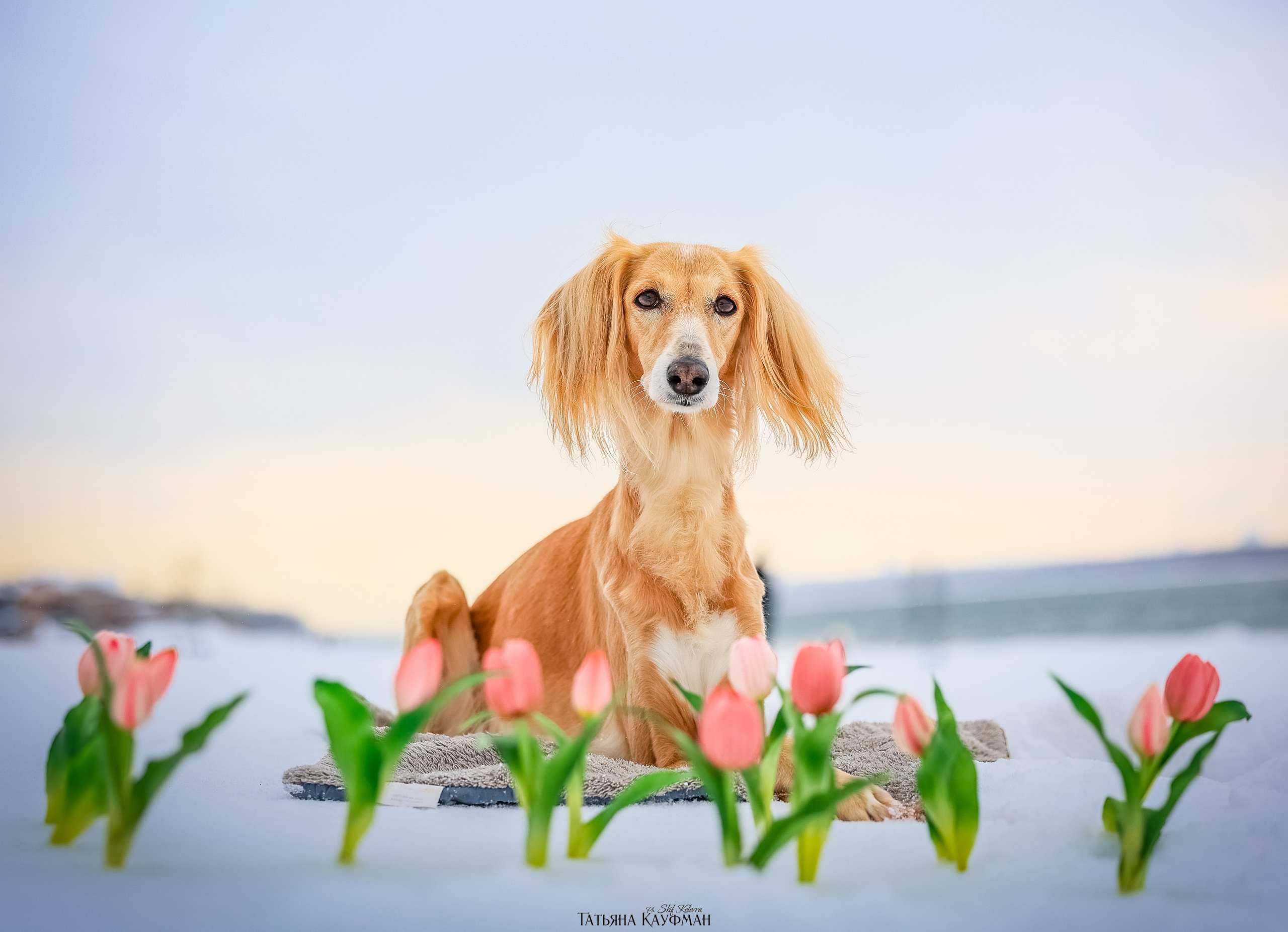 Салюки Флай и Лира. Фотограф Анималист из Новосибирска Татьяна Кауфман