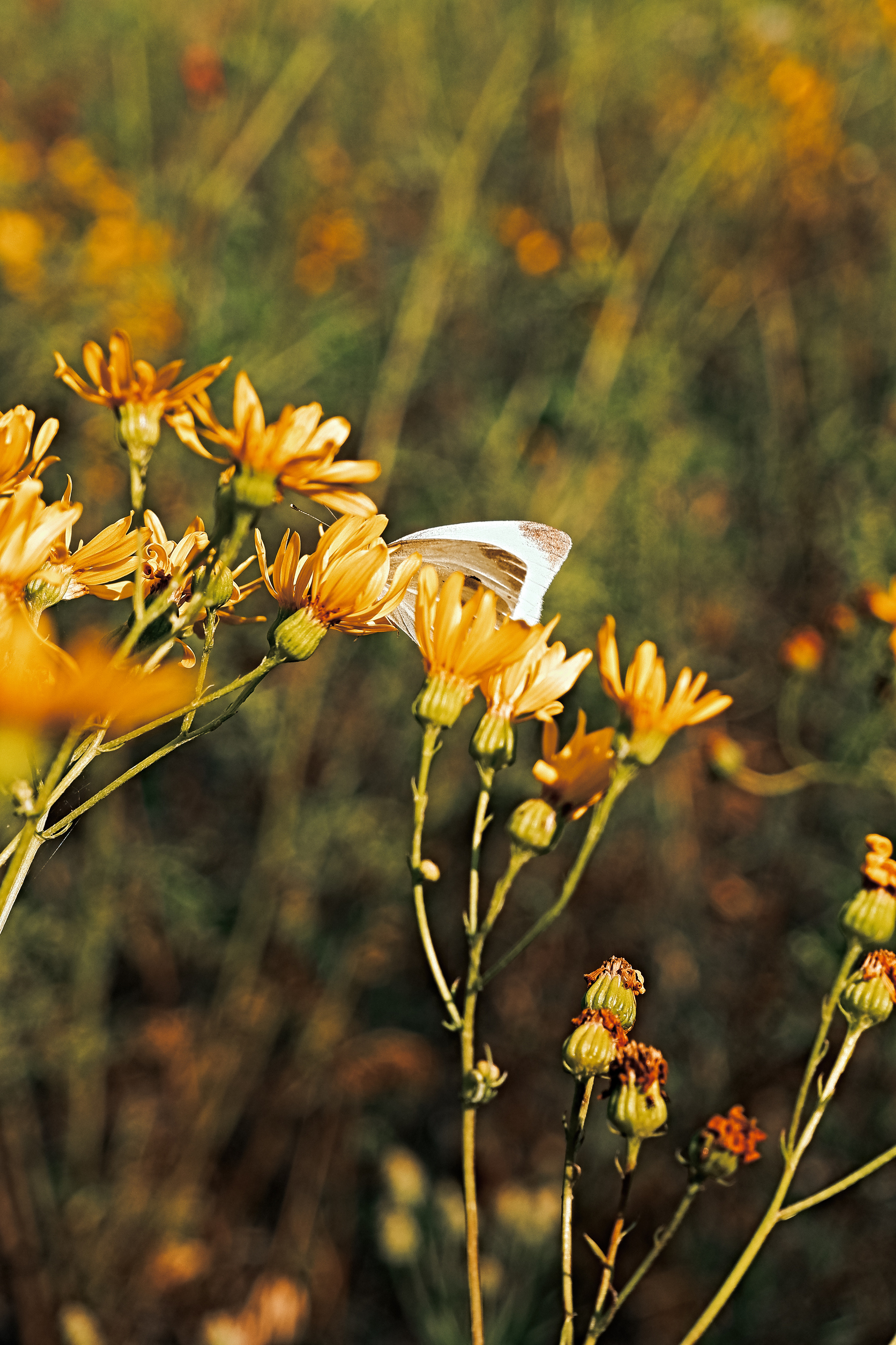 Художественные фотографии и фотокартины на продажу. Фотограф (photographer) Lischinski Vitaliy