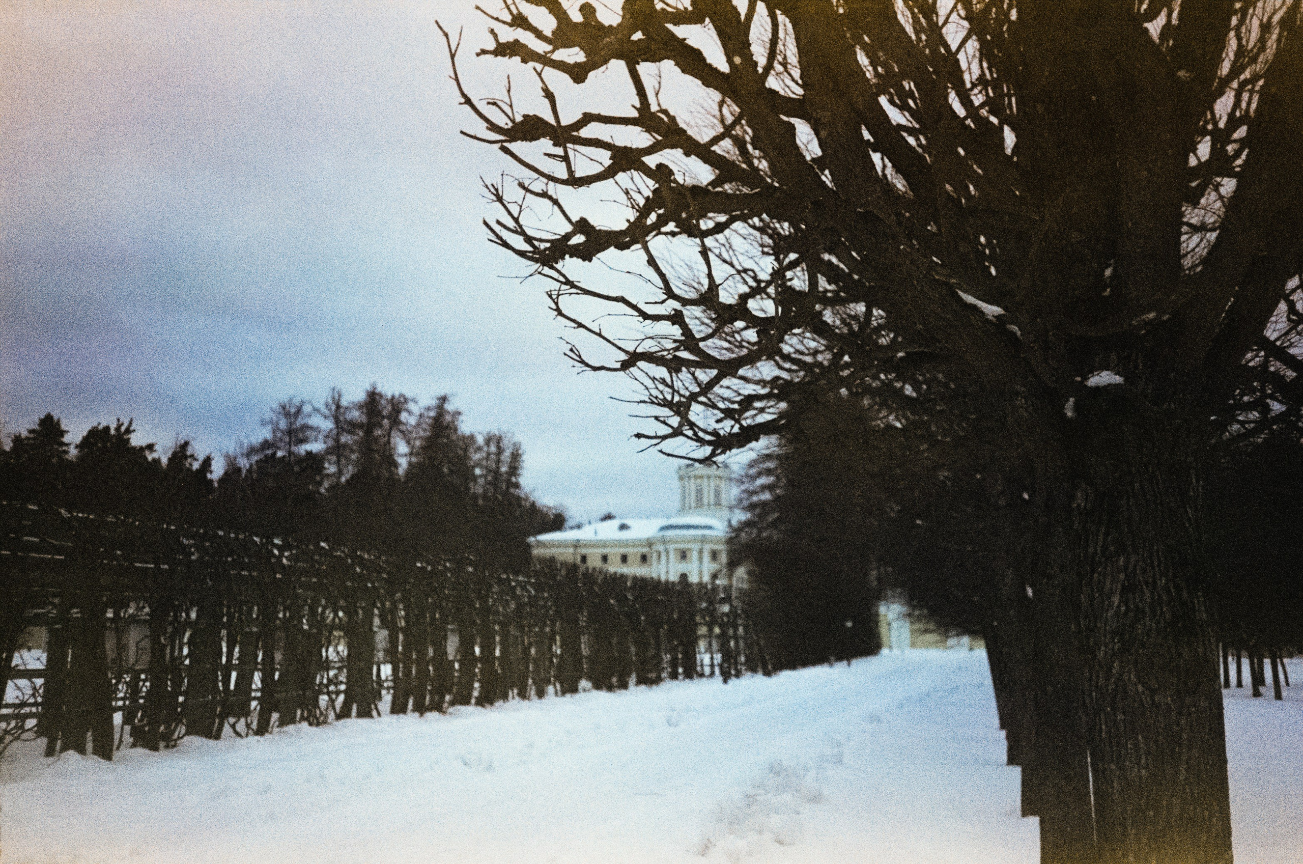 Fujicolor Superia 200 (просрочка) / Cosina CX-1 / 6 января 2025 года Усадьба Архангельское