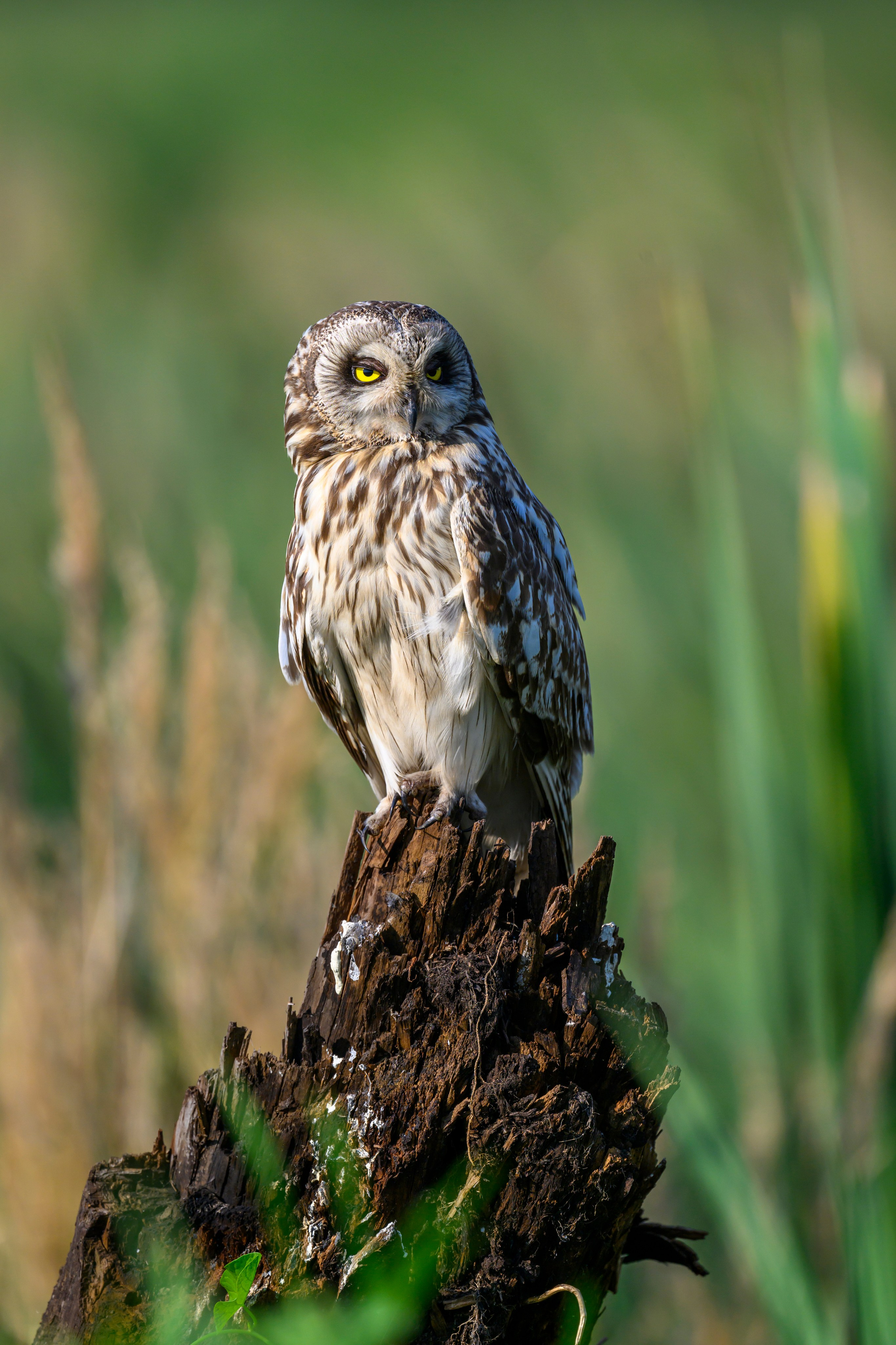 Совы умеют улыбаться. Owl can smile. Wildlife photography by Sergey Puponin